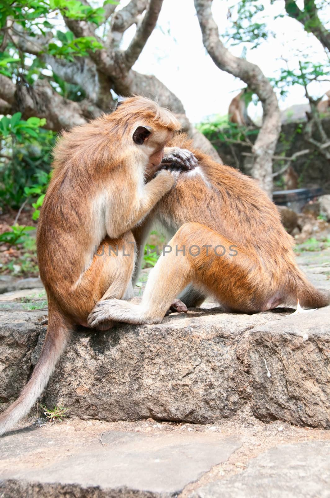 Two wild monkeys cleaning each other fur, Sri Lanka