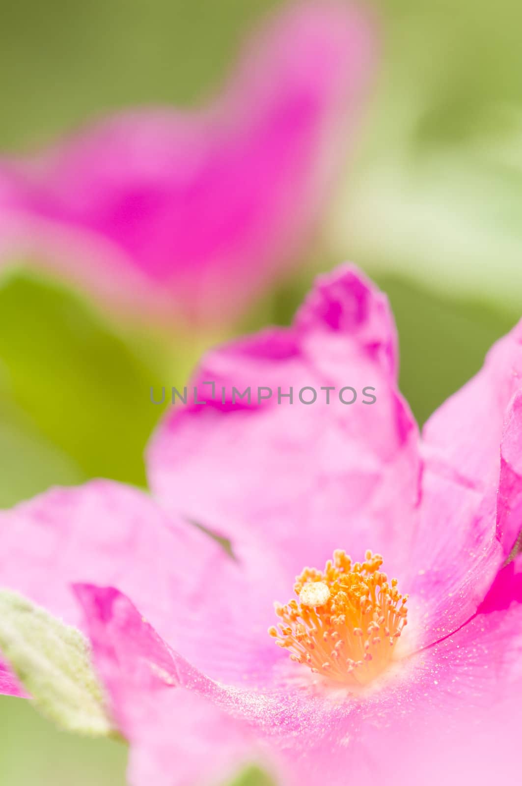 Pink Rock-rose flowers under the sun