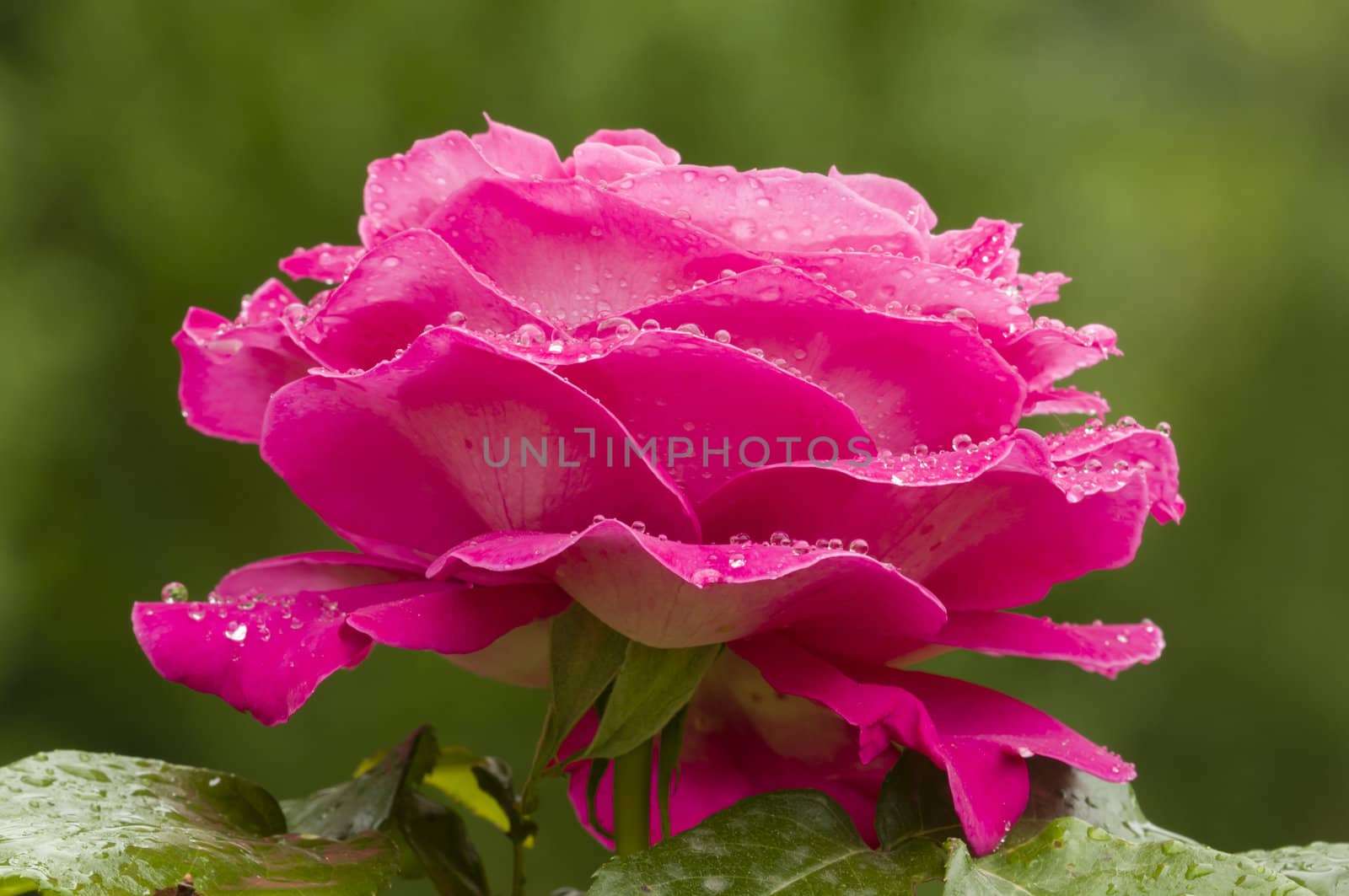 Pink ornamental rose in full bllom with rain drops