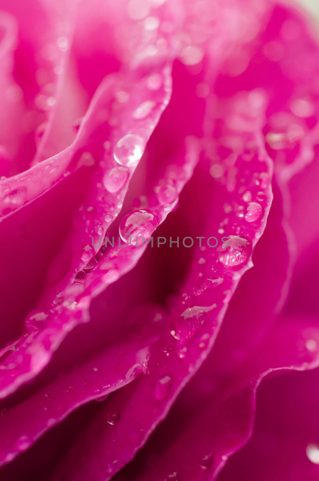 Pink ornamental rose in full bllom with rain drops