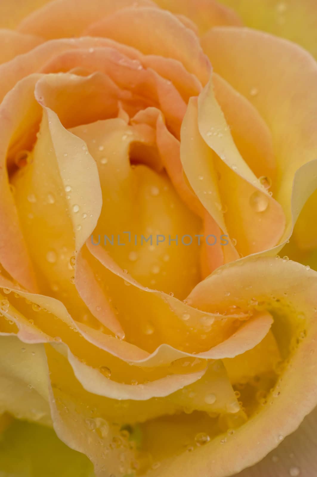 Yellow ornamental rose in full bllom with rain drops