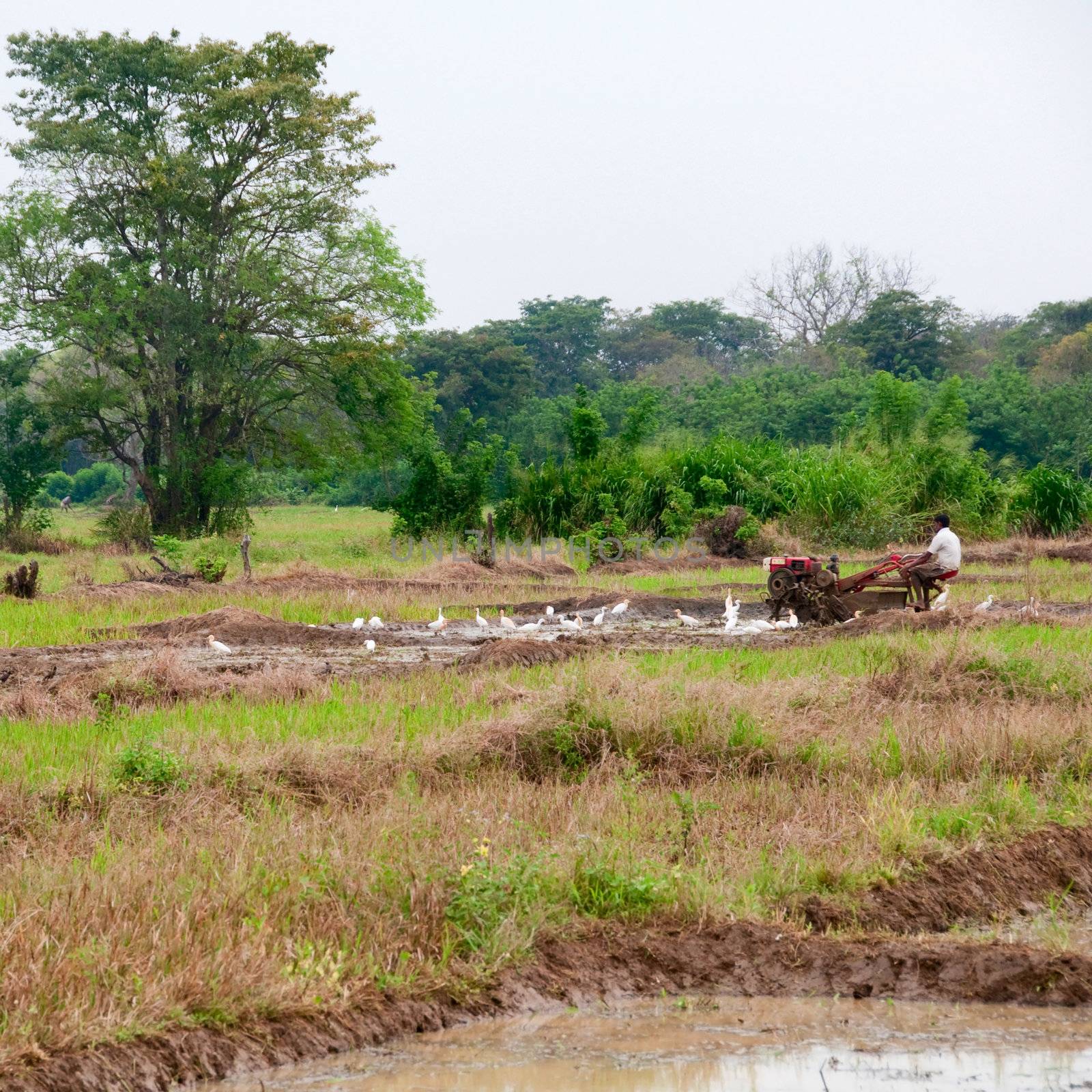 Sri Lanka, Sigiriya area - Apr 28, 2011: A man working with a motor plow in a rice field