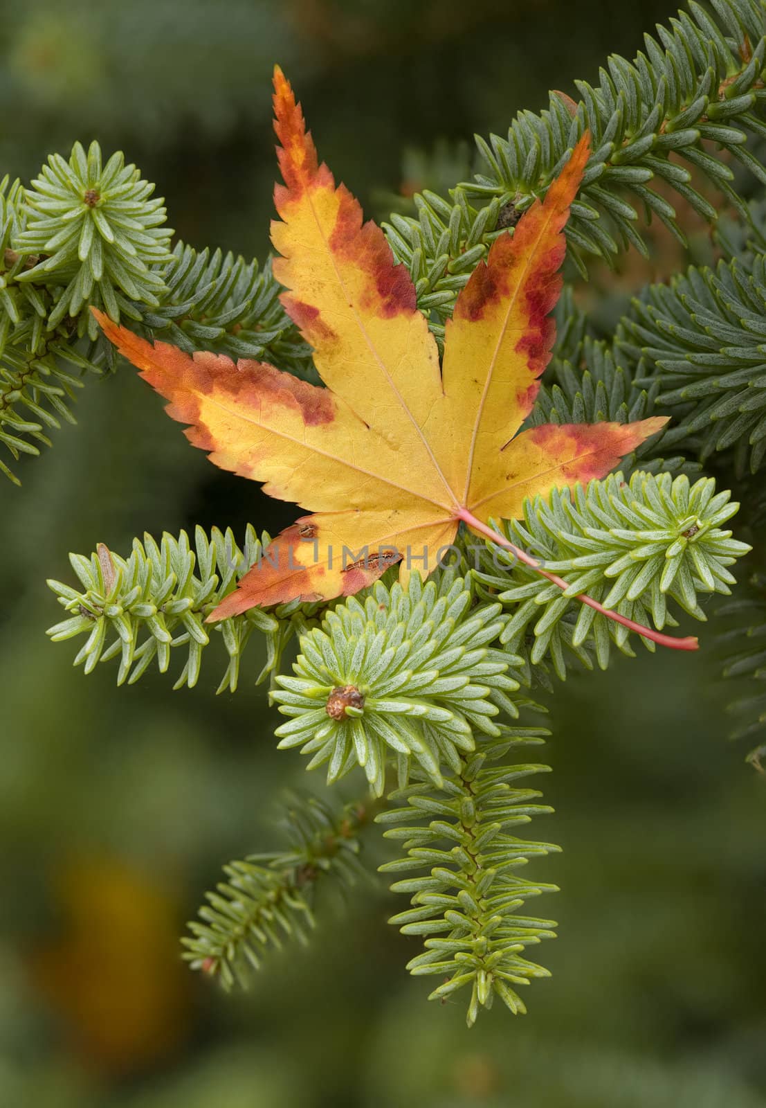 Yellow maple leaf on coniferous green twigs