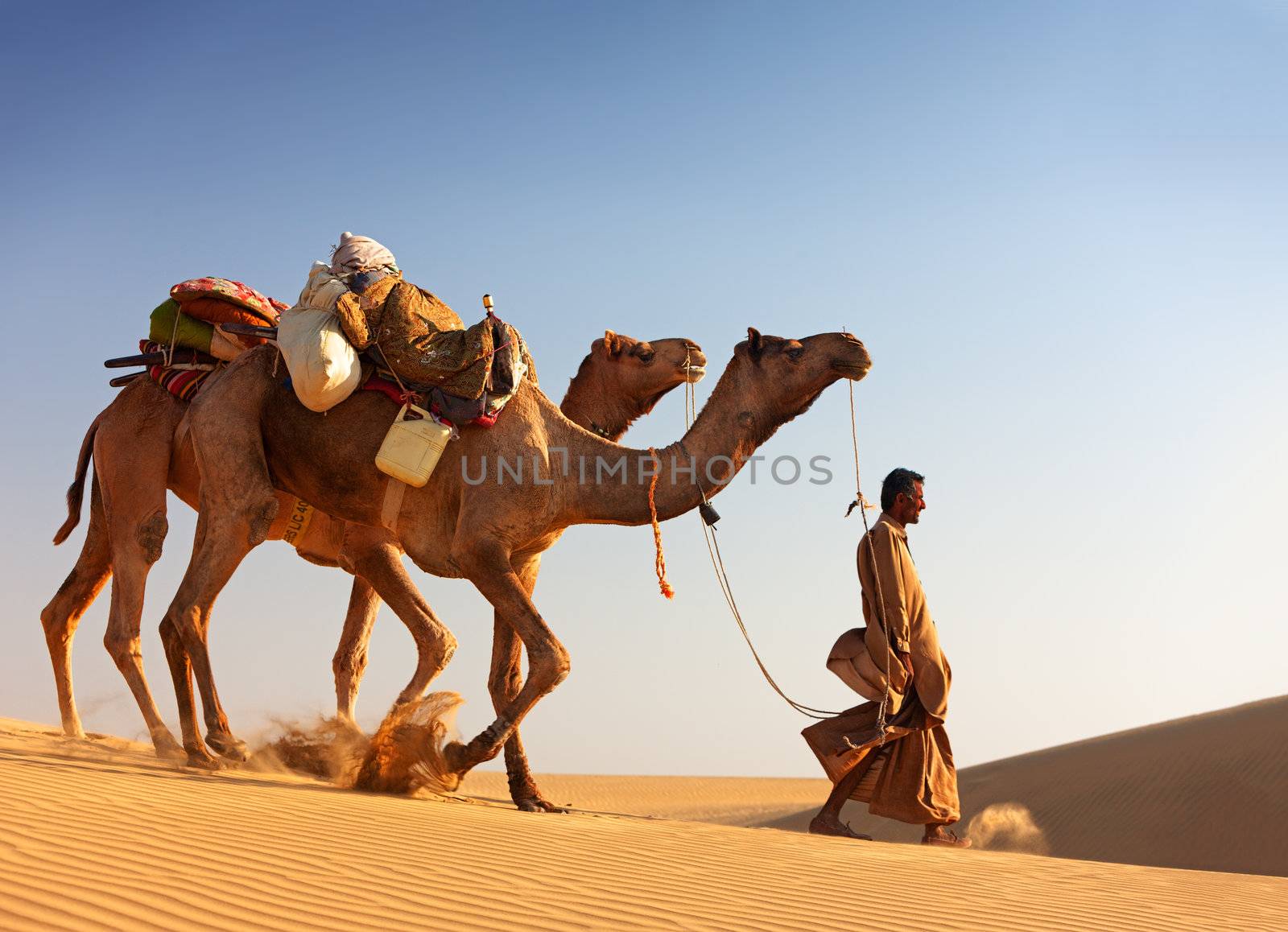 Sam, INDIA - NOVEMBER 28: An unidentified camel man is leading his  camels across the Thar desert near Jaisalmer on November 28, 2012 in Sam, Rajasthan, India.