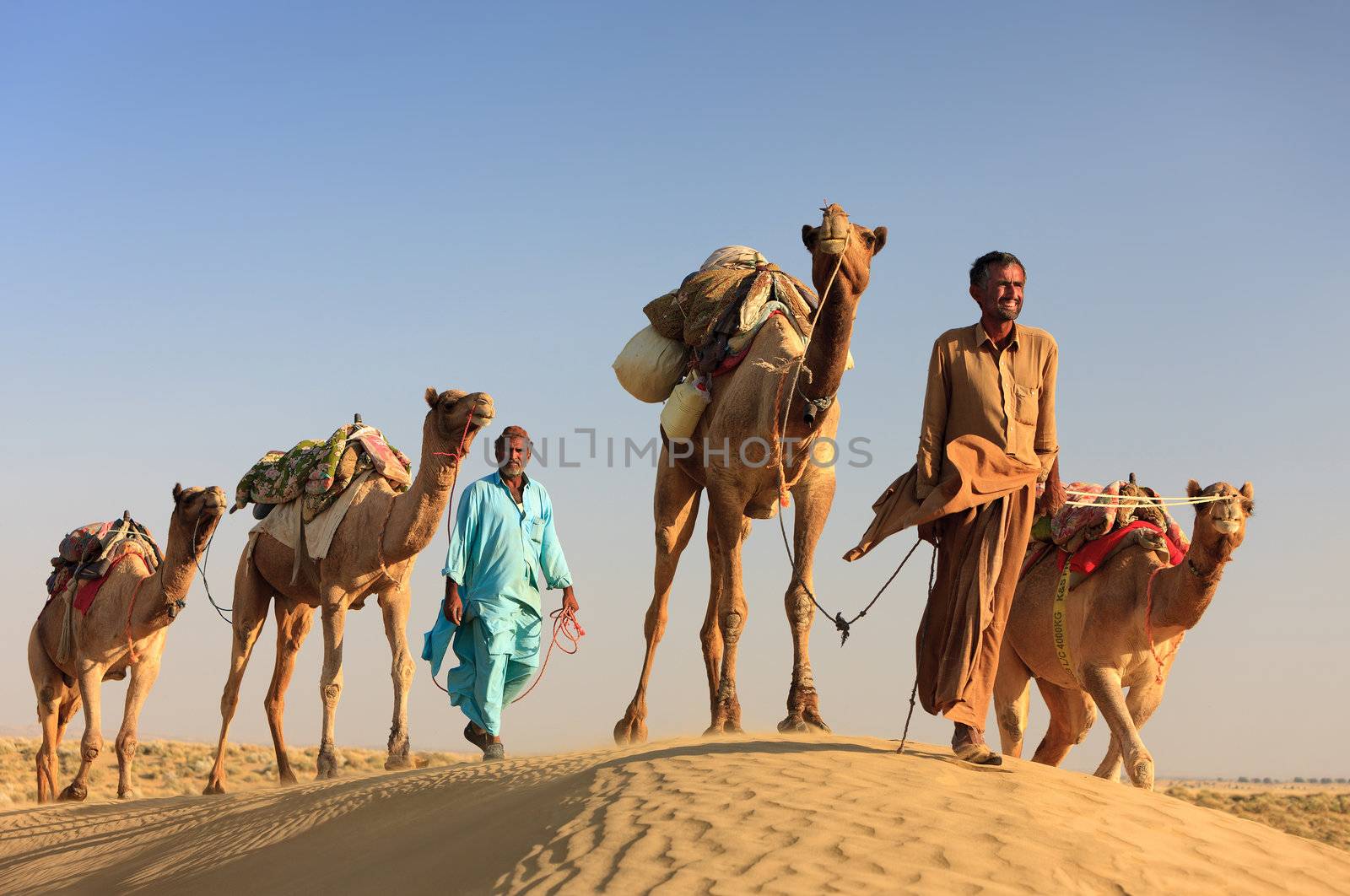 Sam, INDIA - NOVEMBER 28: An unidentified camel man is leading his  camels across the Thar desert near Jaisalmer on November 28, 2012 in Sam, Rajasthan, India.