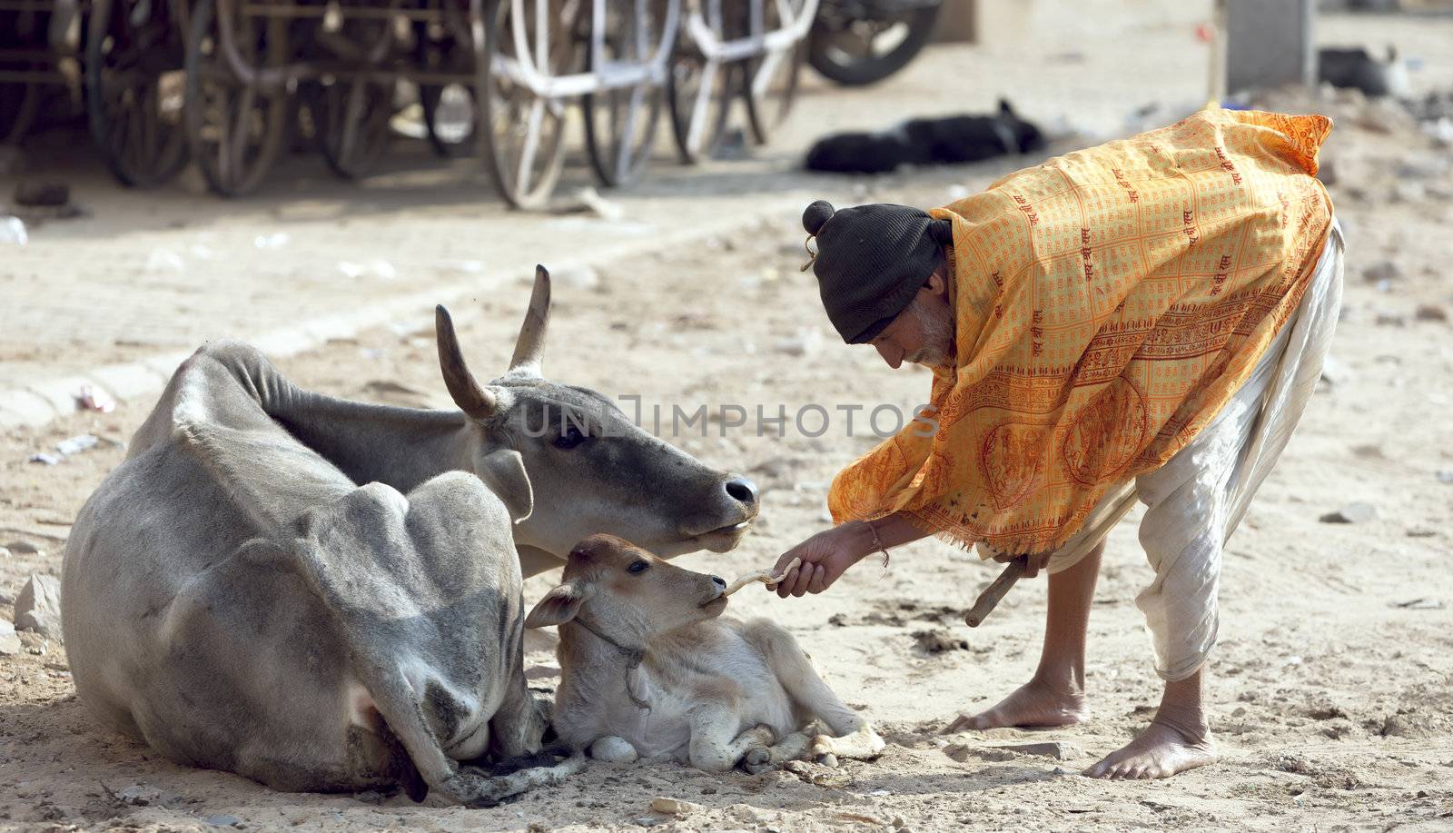 PUSHKAR, INDIA - NOVEMBER 20:  The unidentified old man wants to feed a calf bread,  November 20, 2012 in Pushkar, Rajasthan, India.