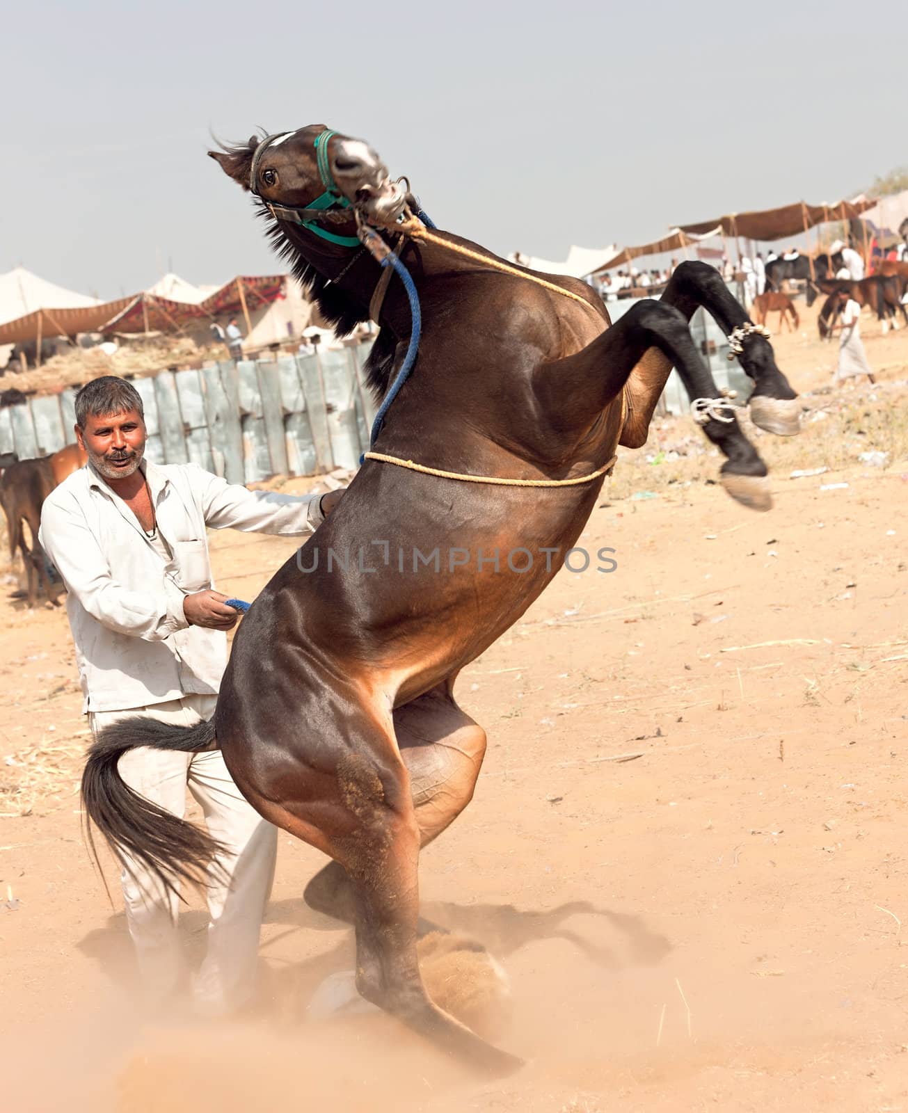 Pushkar fair.   by vladimir_sklyarov