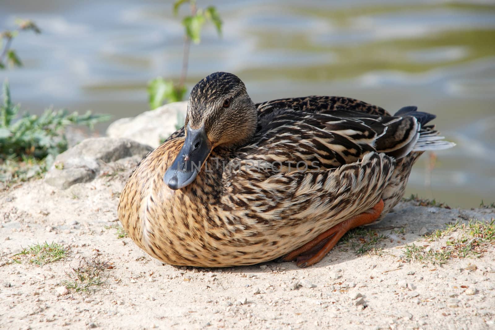 Female mallard duck sitting on a path by the water in sunshine