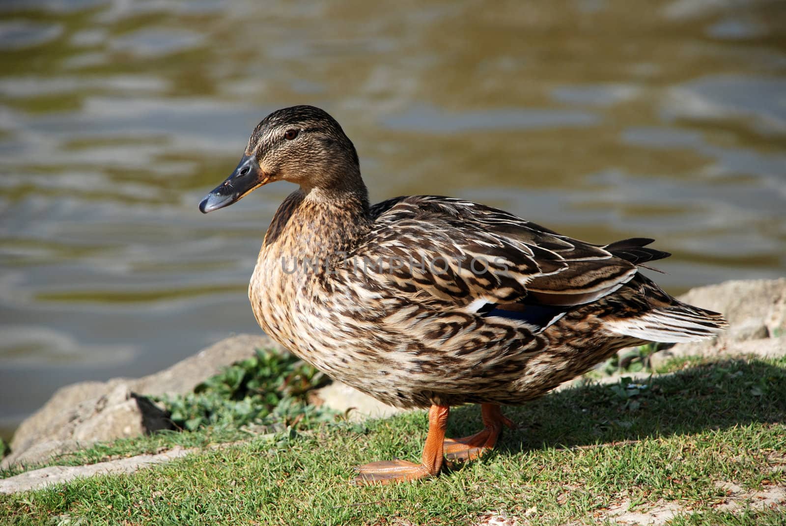 Female mallard duck standing on grass by the water's edge