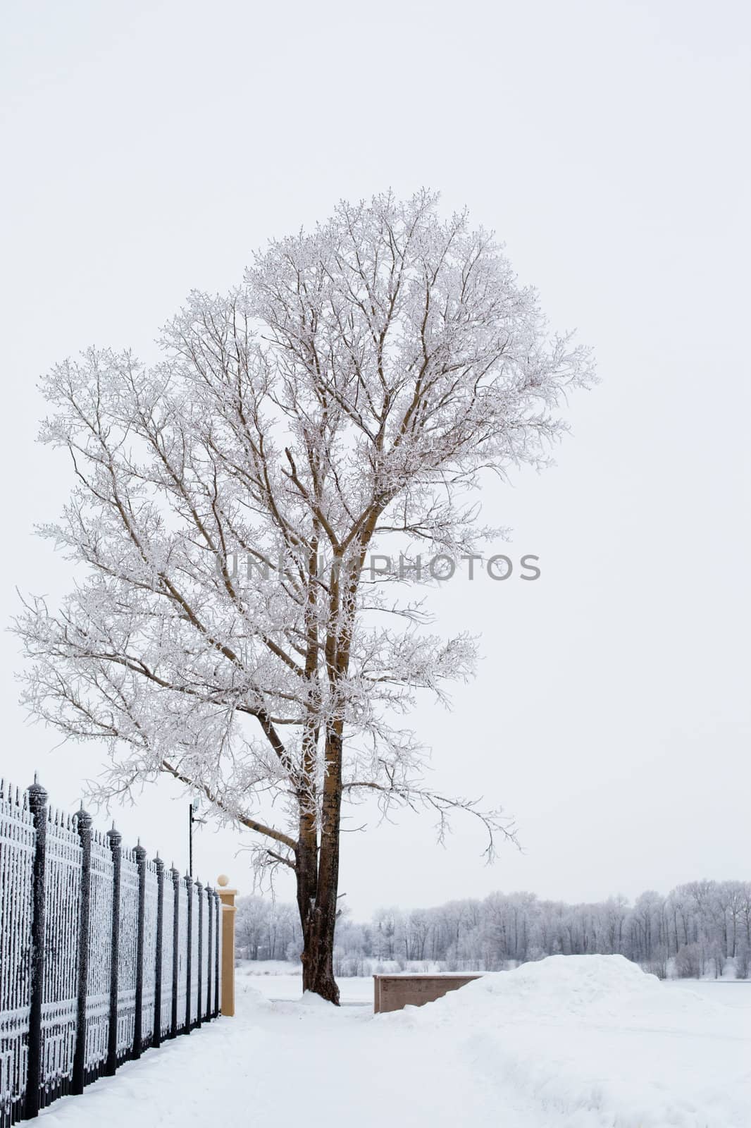 White tree and black fence in winter
