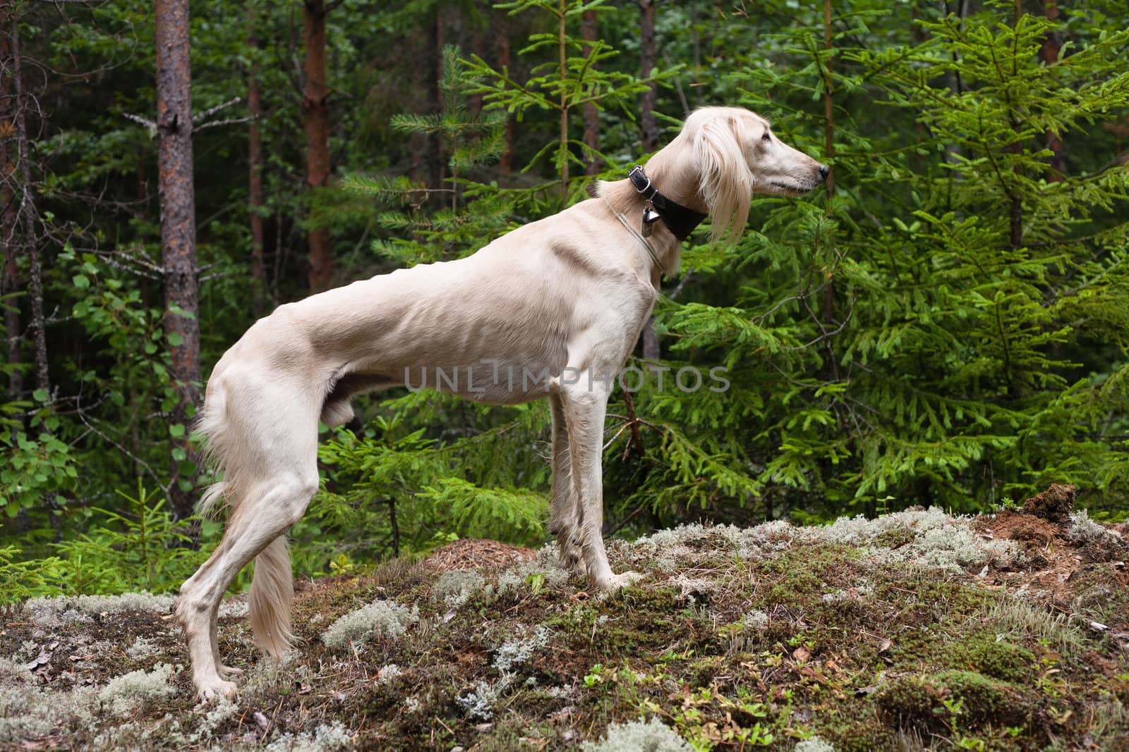 White saluki standing a summer forest

