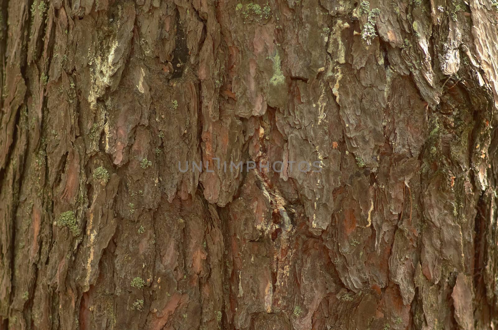 The bark of pine tree as a natural background