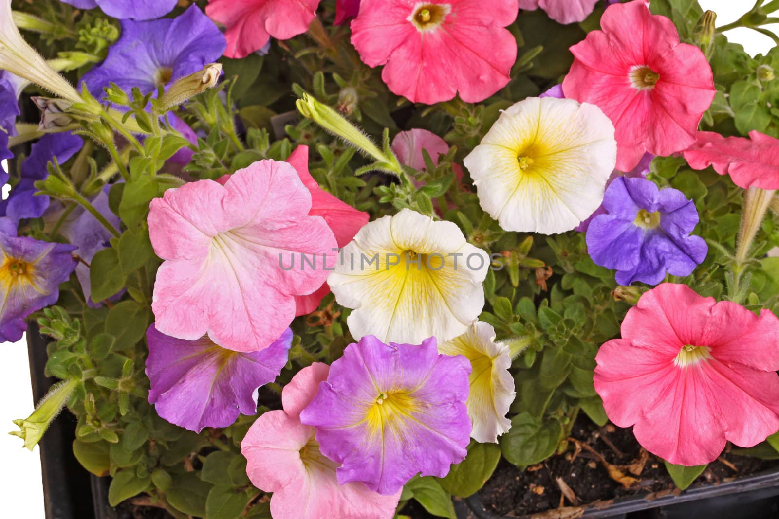 Multiple flowers of different colored petunias (Petunia hybrida) fill the frame