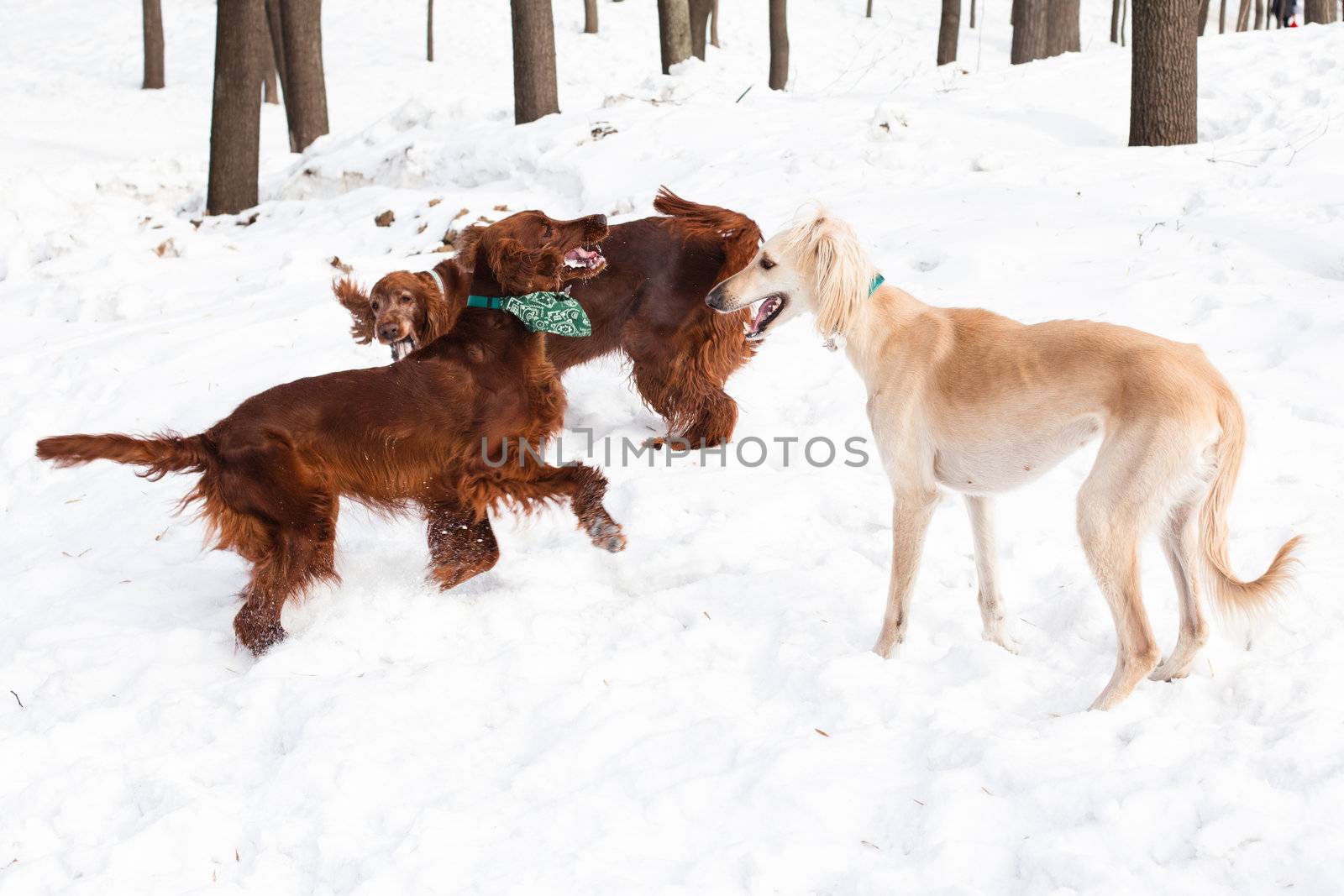 Two irish setters and white hound walking on snow
