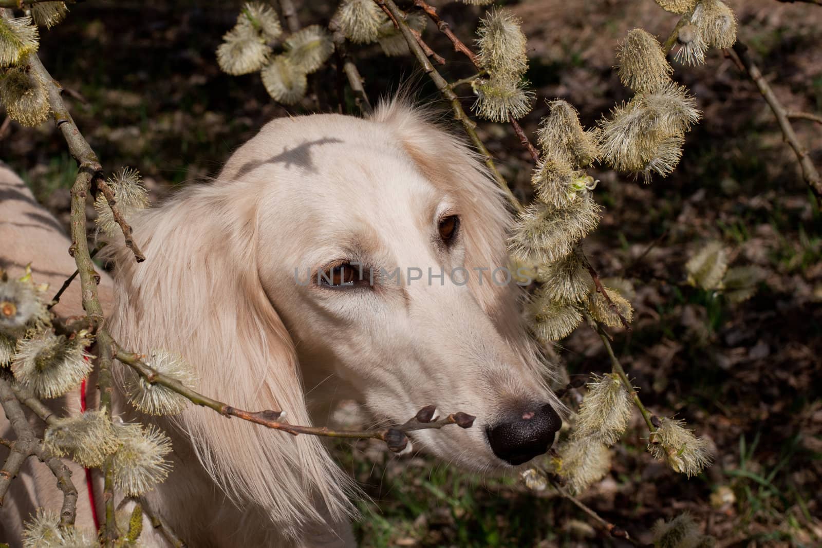 Portrait of white saluiki in willow flowers
