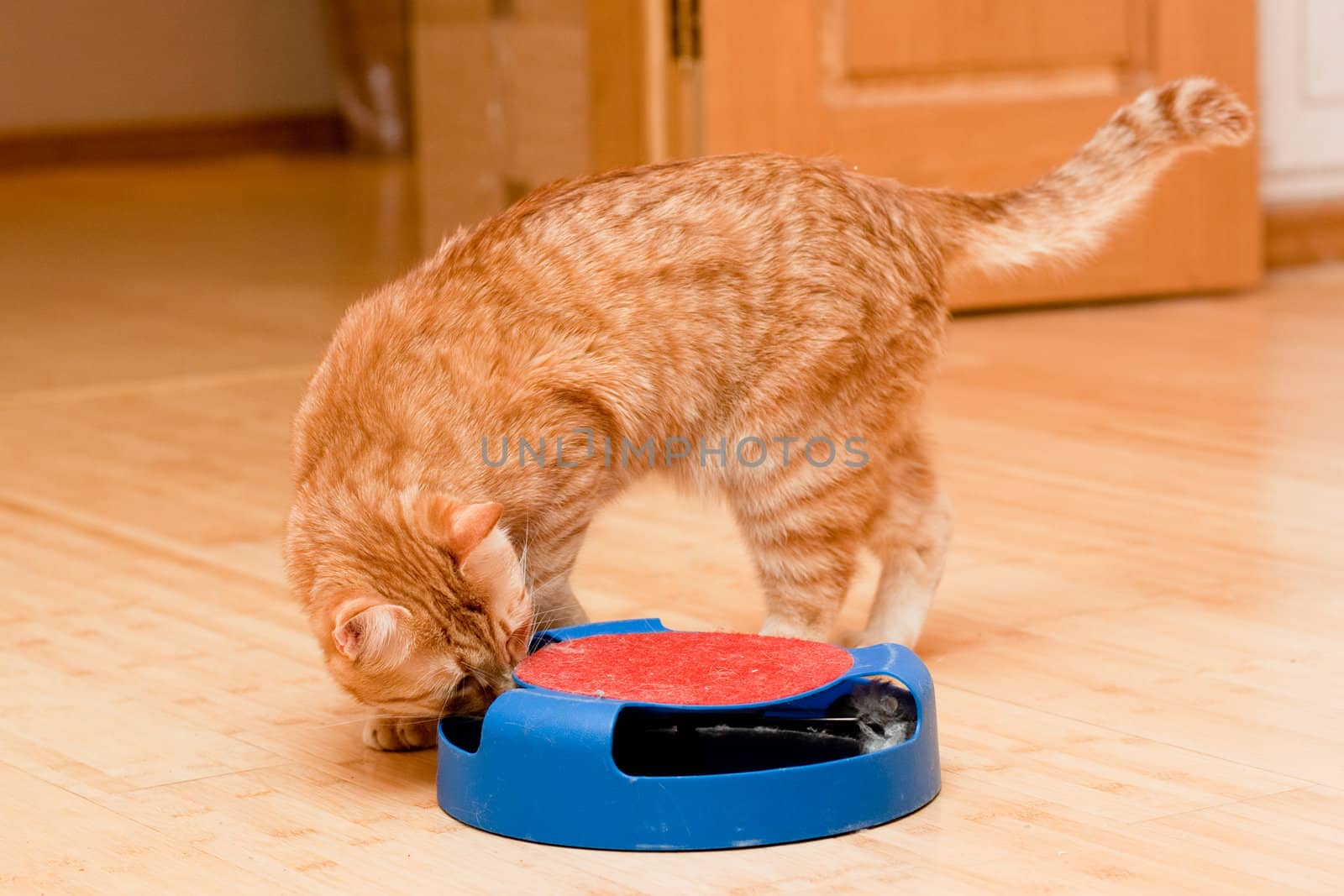 A young ginger tabby cat on the wooden floor
