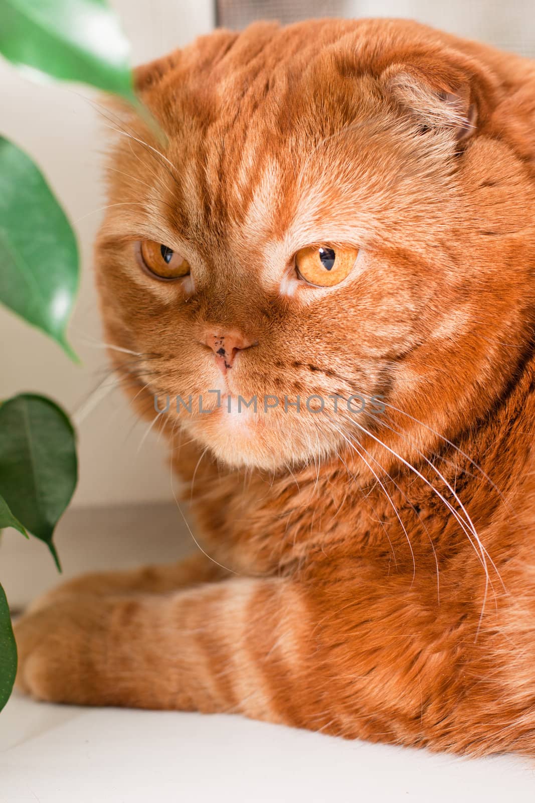 A scottish fold cat sitting on a windowsill between houseplants
