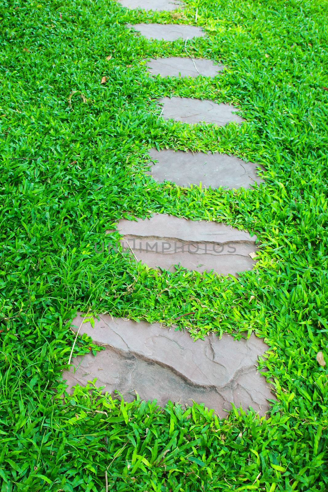 Stone walkway in the garden