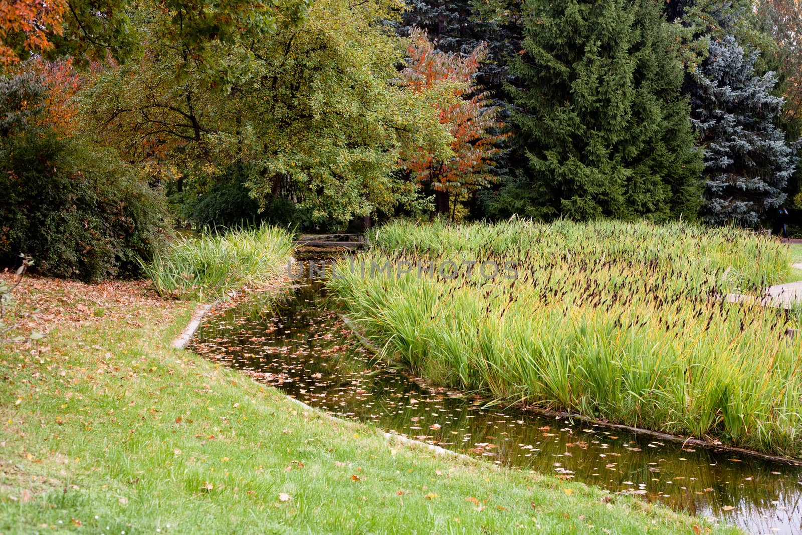 A pond in the autumn park with brown leaves and green grass
