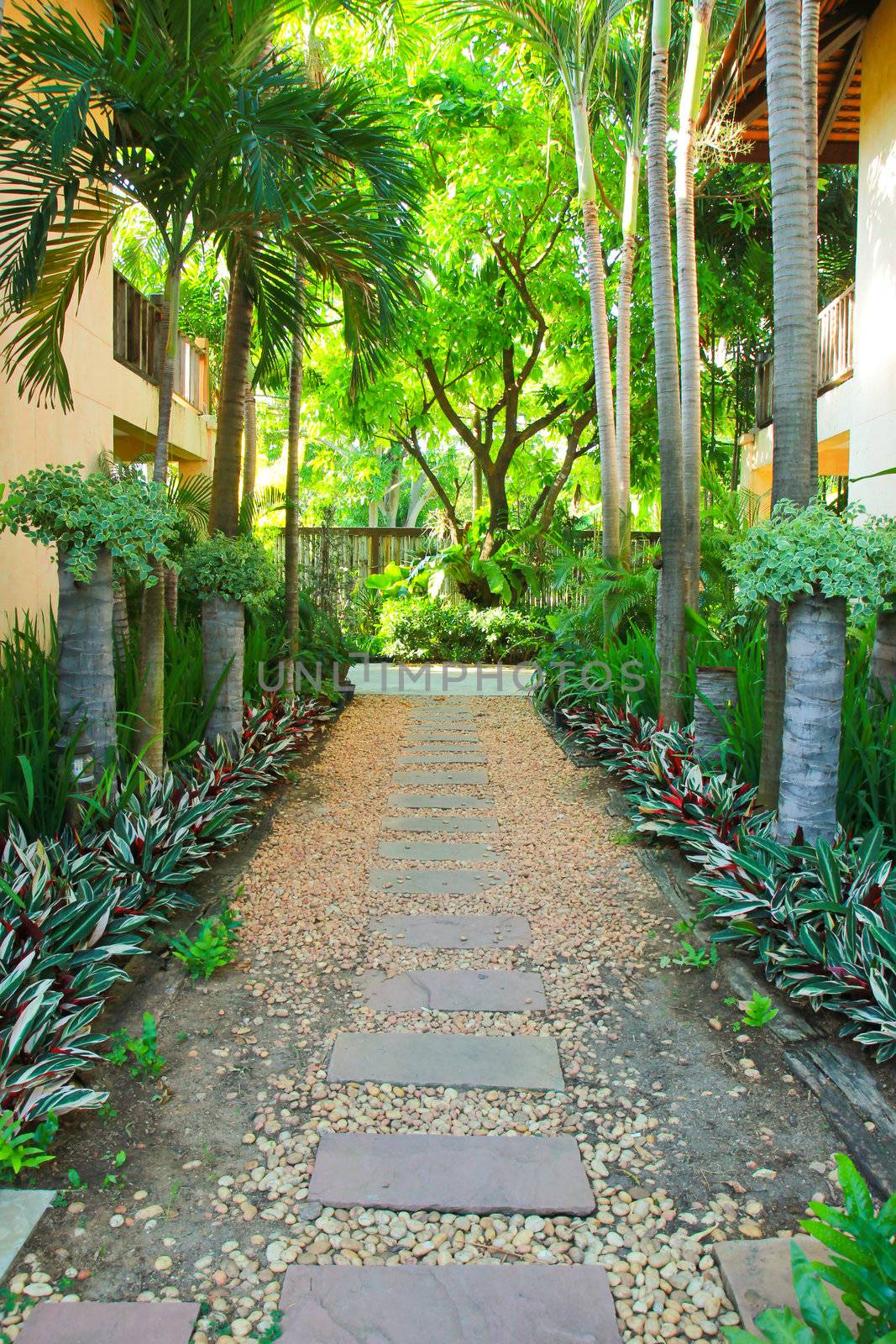 Stone pathway into tropical garden