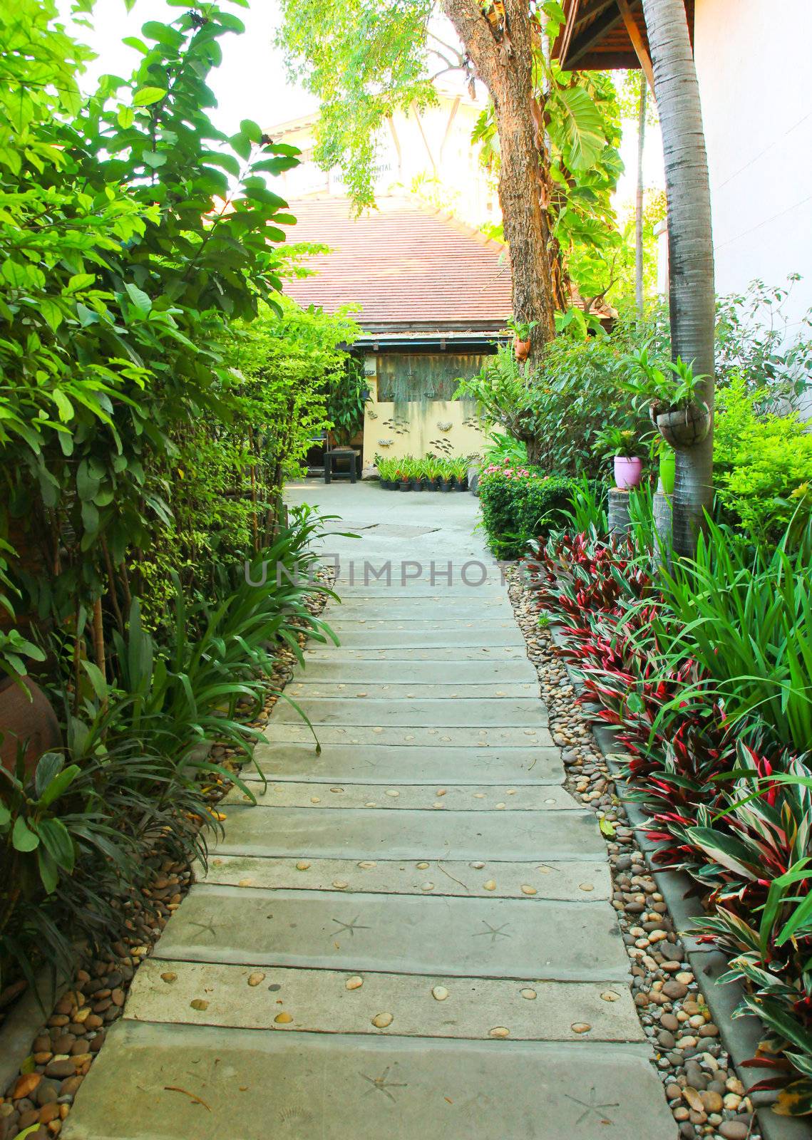 Stone pathway into tropical garden