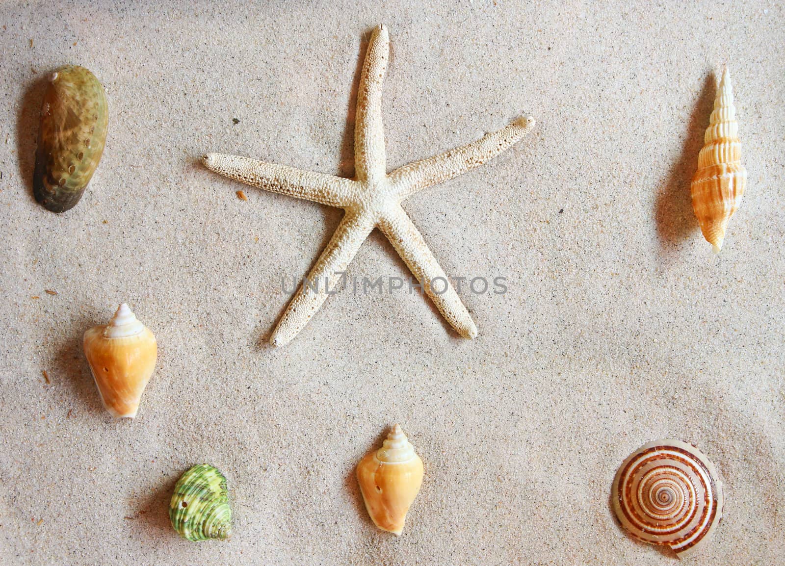 Various of sea shells on sand