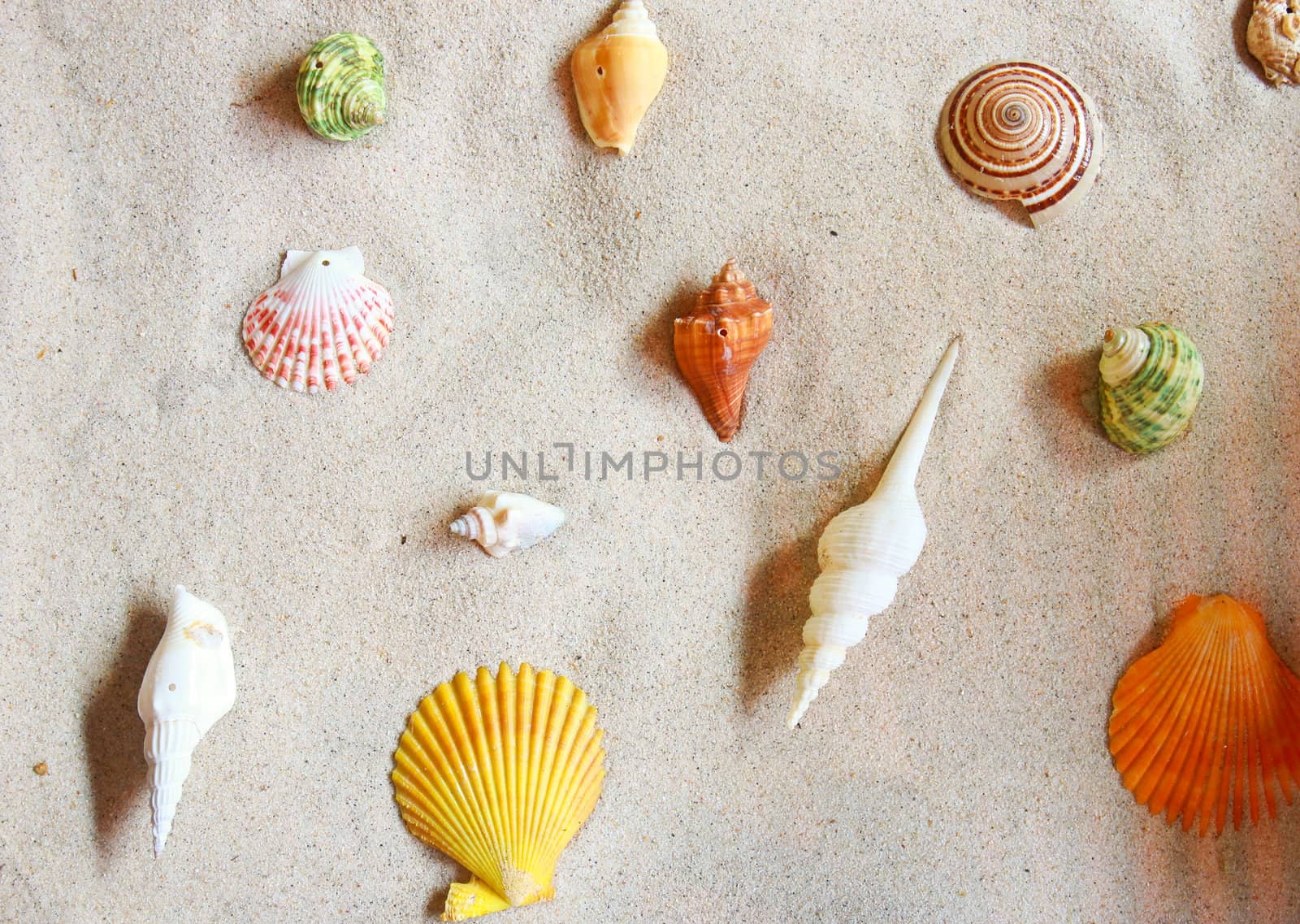 Various of sea shells on sand