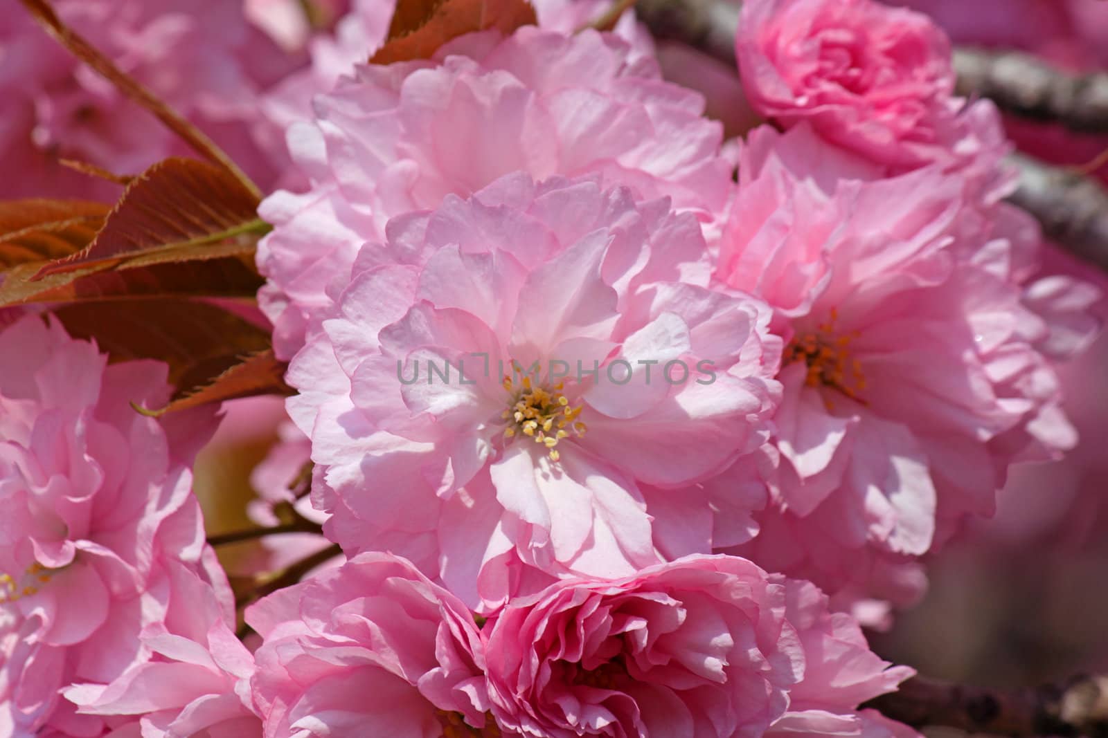 close up of pink cherry tree blossom