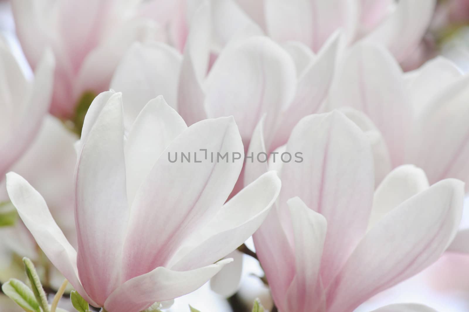 close up of white magnolia tree blossom