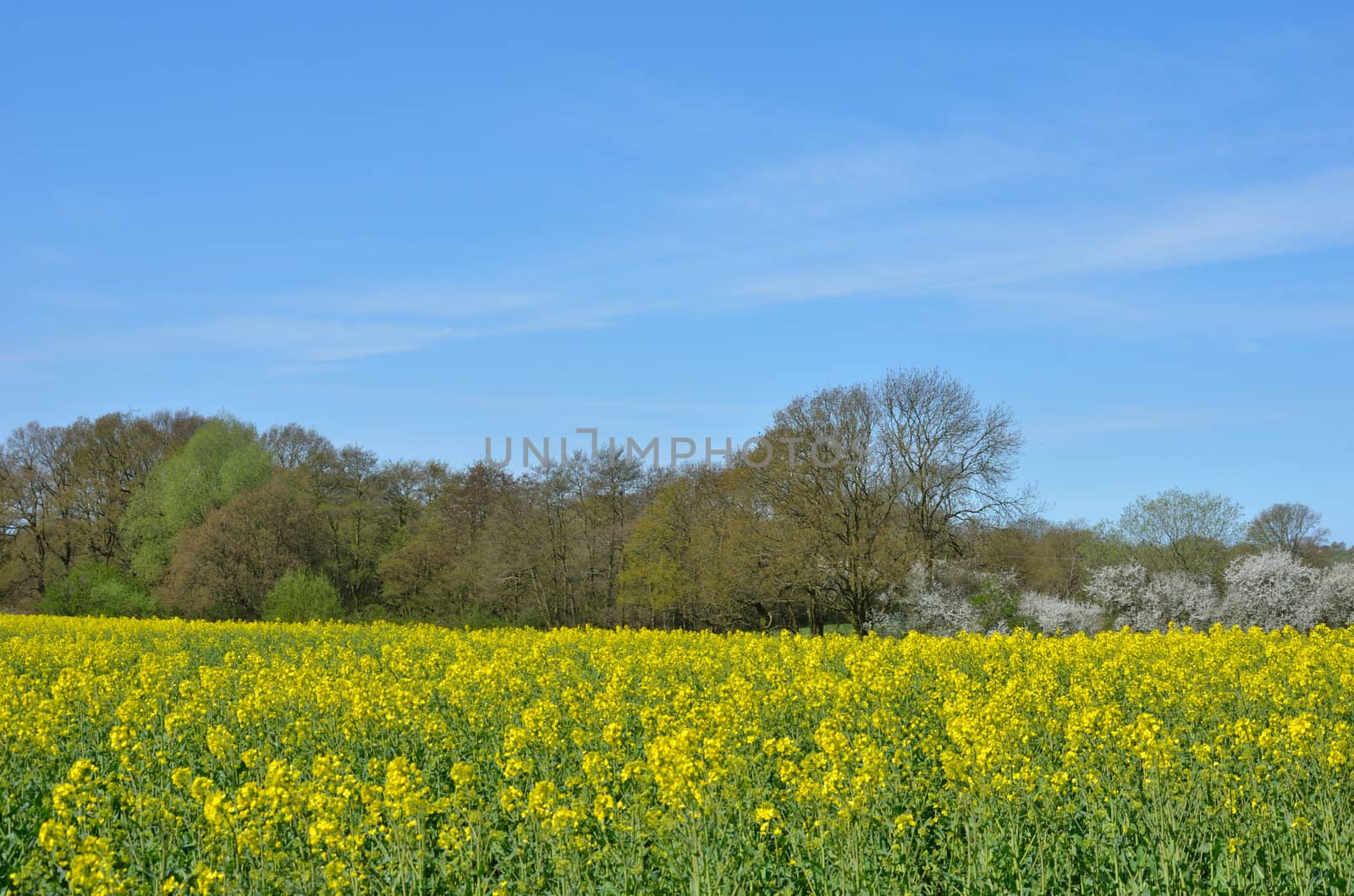 Field of Rape with trees in background