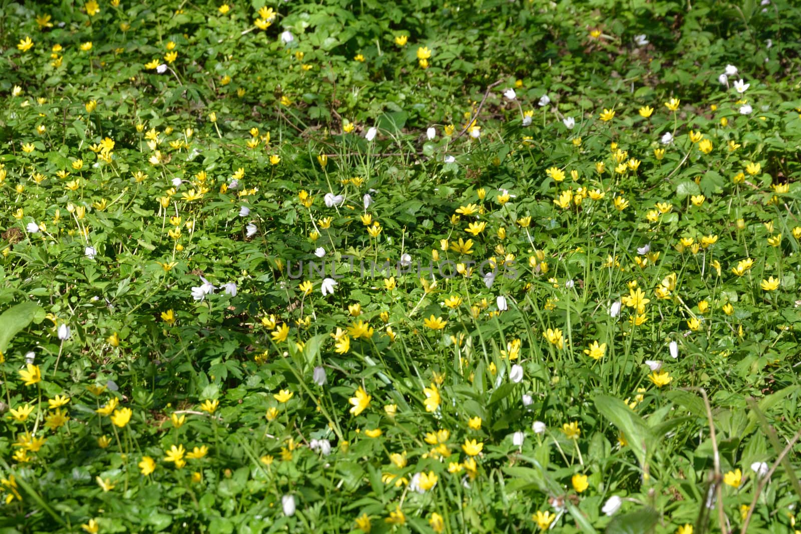 Wild Buttercups and white flowers