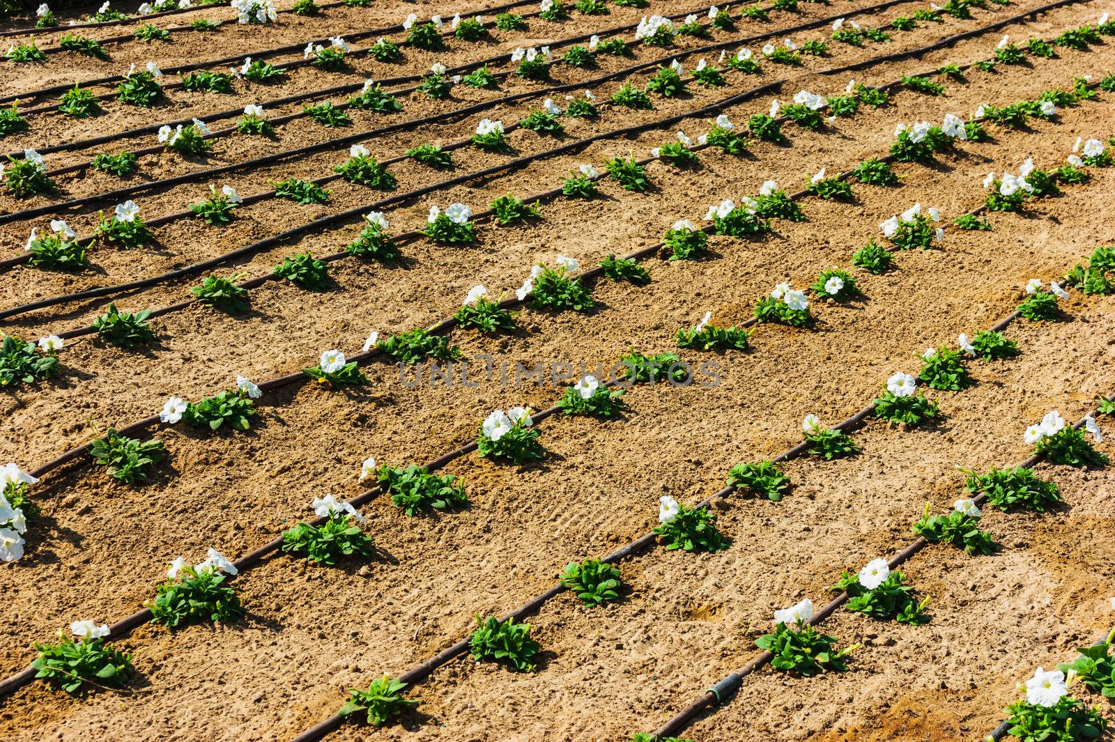 Plumbing on the lawn watering flowers and ornamental plants