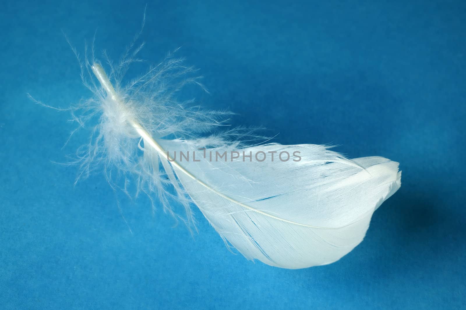 Flying feather