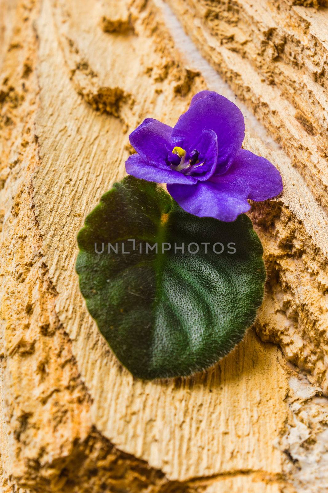 Flower with leaves on the wood by oleg_zhukov