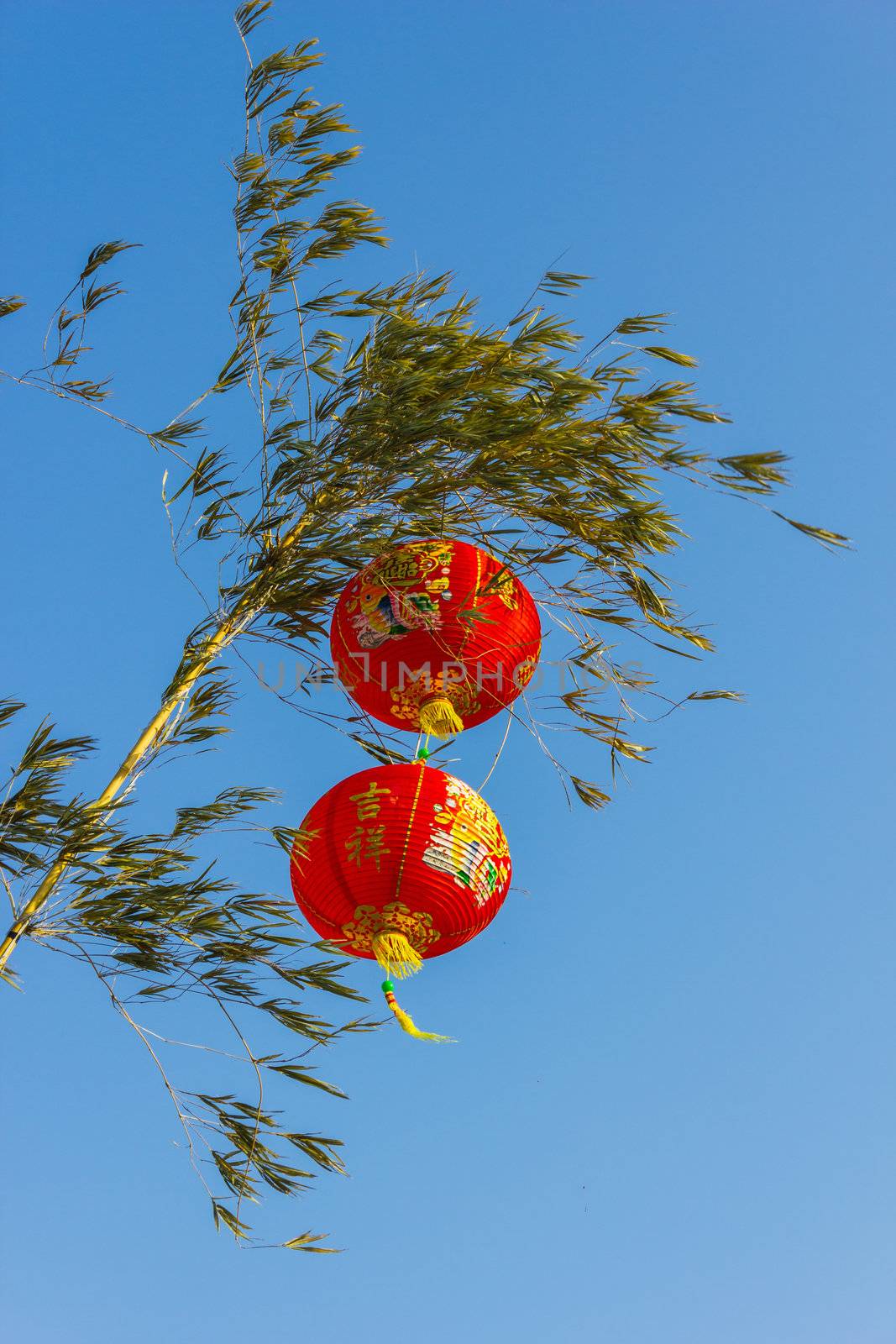 Chinese lanterns in a tree against the sky