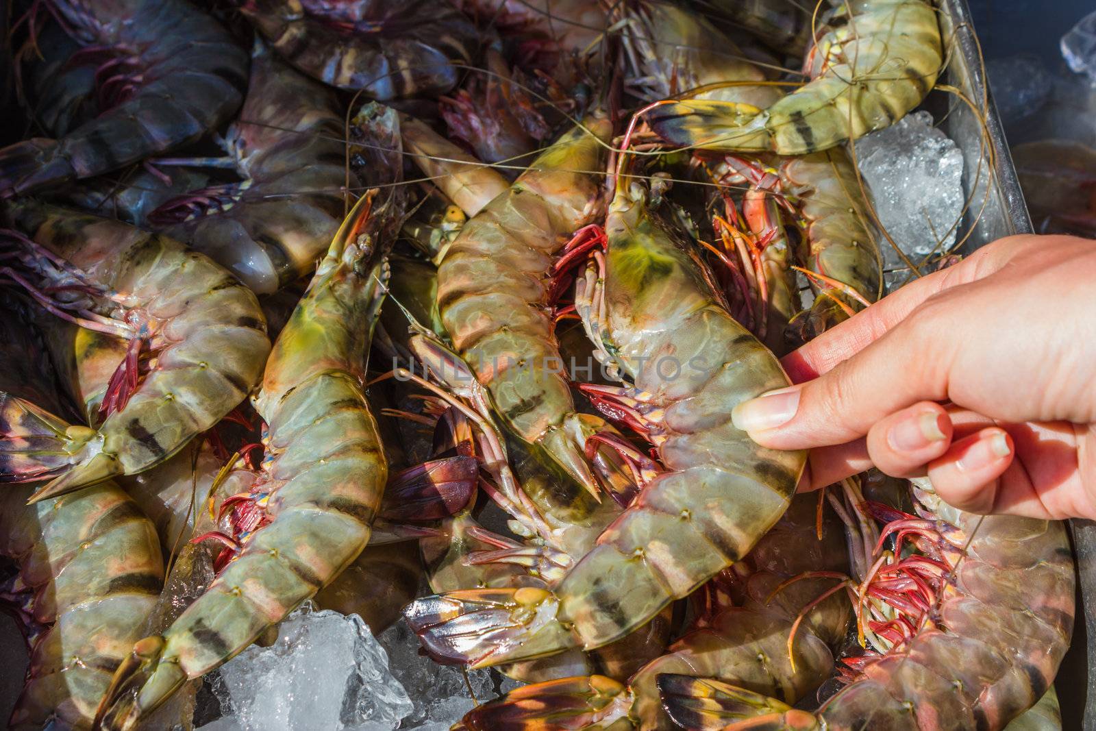 shrimp and other seafood on ice at a market in Thailand