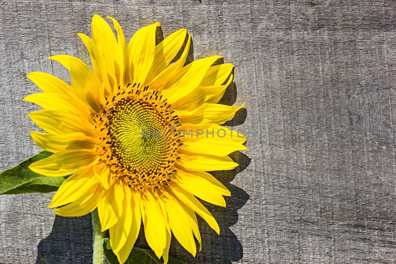 Frame of sunflowers on the old board