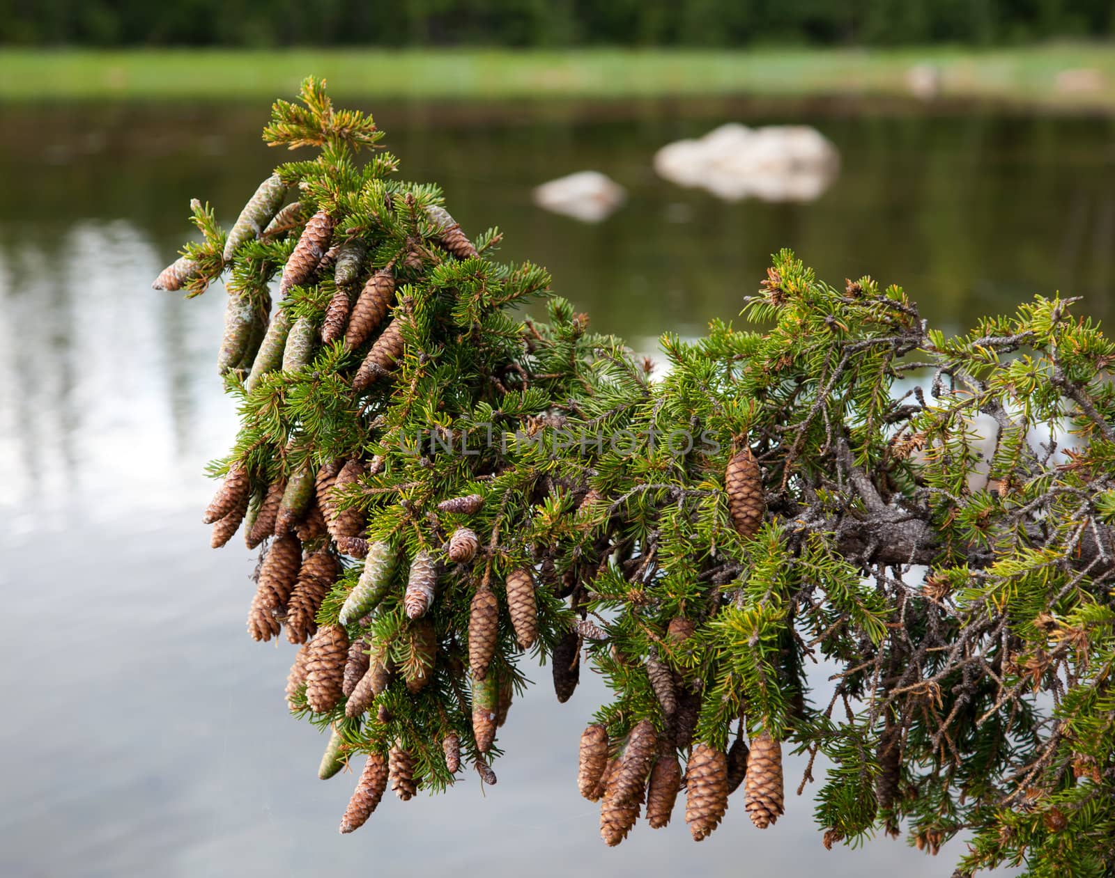 Spruce branch on a background of lake by AleksandrN