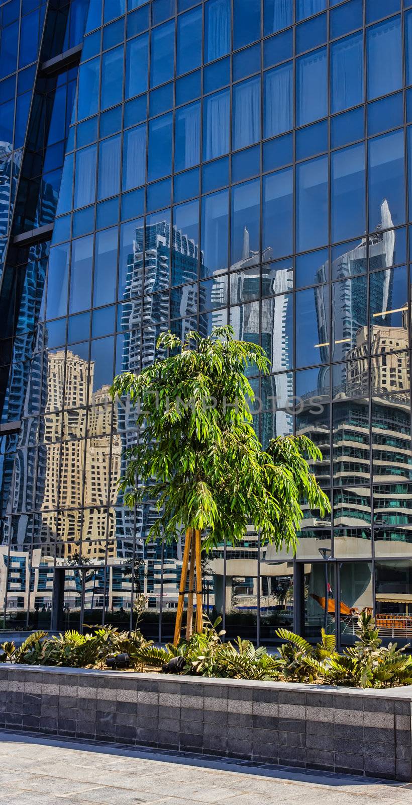 Tree on a background of reflections in the mirrored glass of a large building