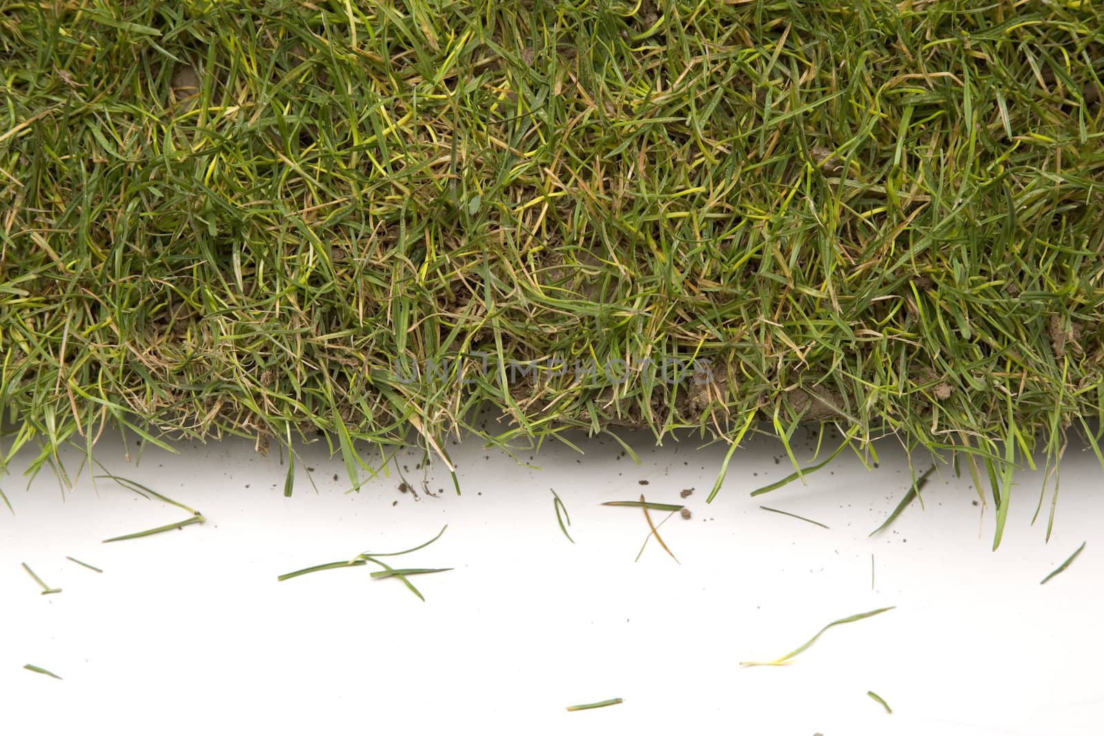 Grass turf on white by ram_media_pro