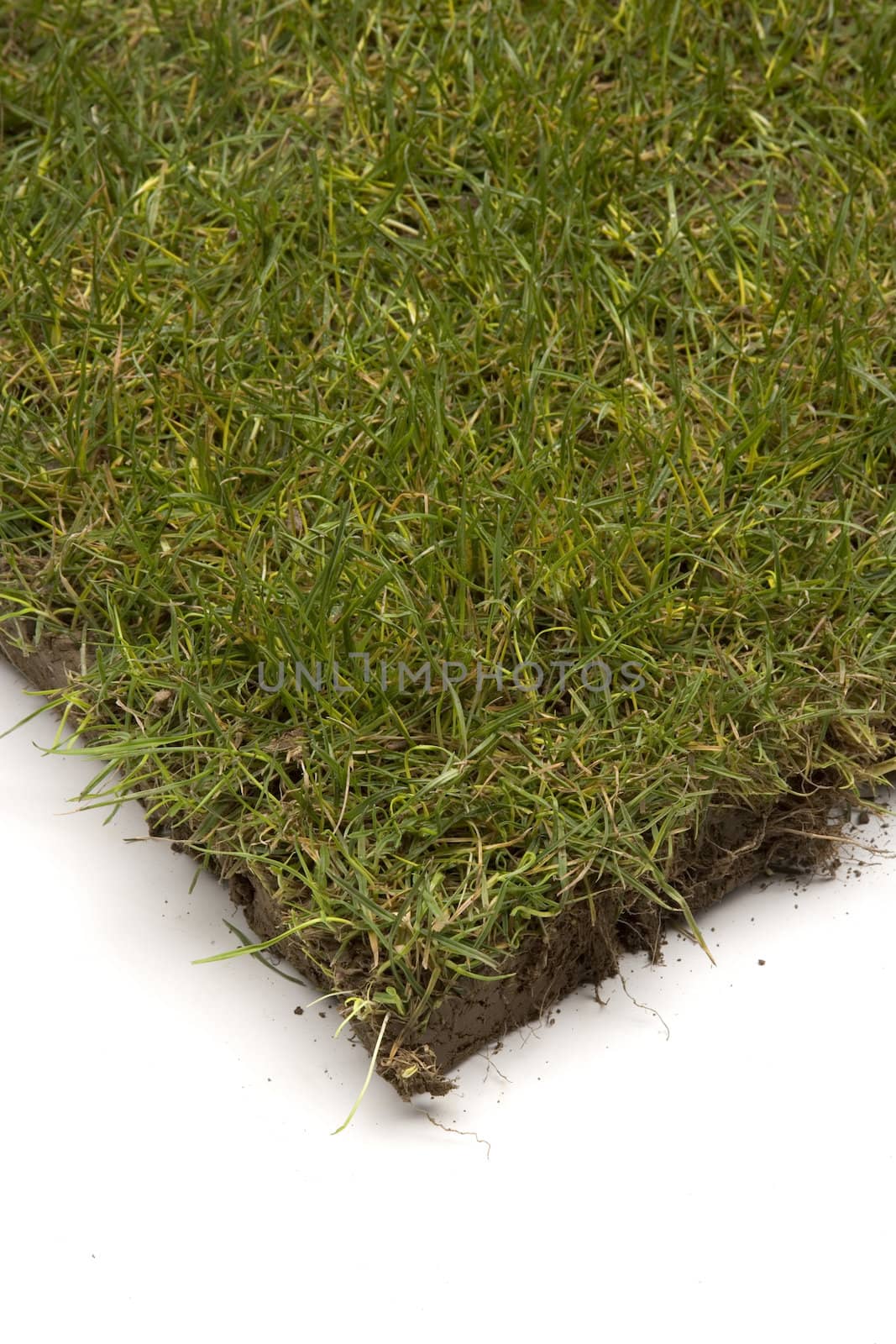 Grass turf on white by ram_media_pro