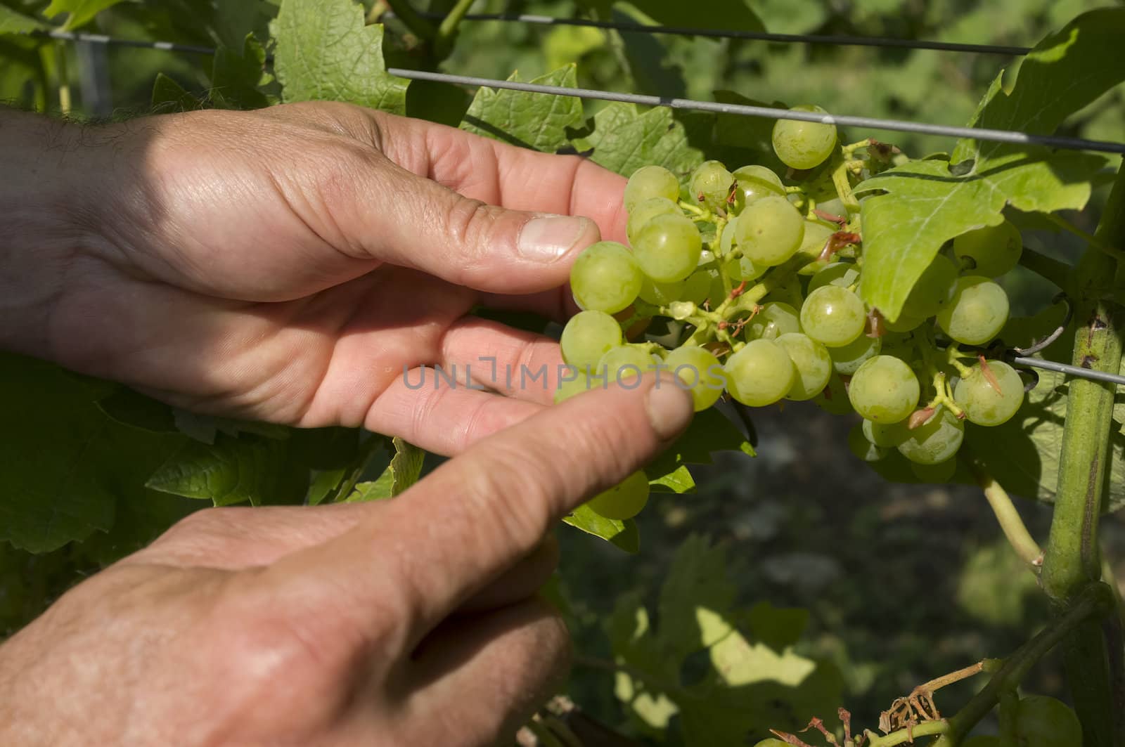 Biological cultivated Grapes by ram_media_pro