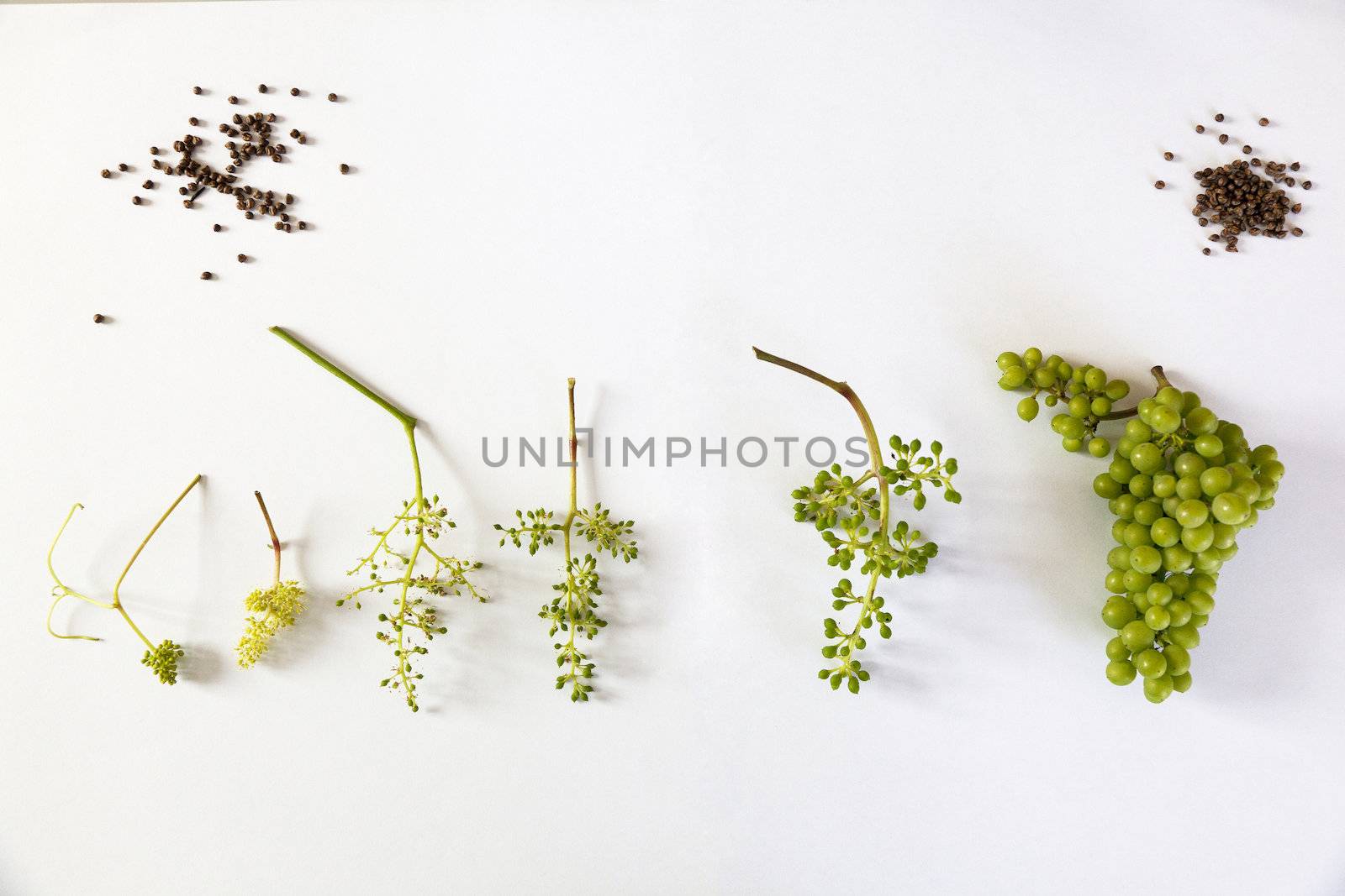 Growth of biological cultivated Grapes by ram_media_pro