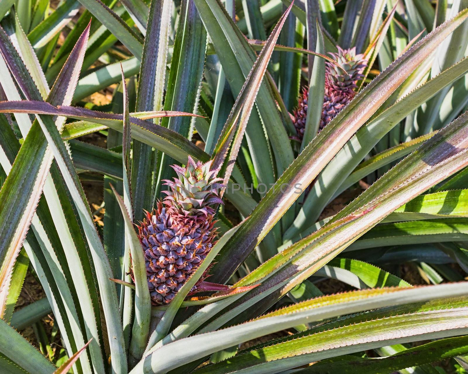 Fresh pineaple fruit on bush with leaves