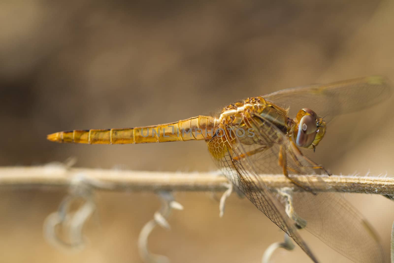 scarlet darter (Crocothemis erythraea) dragonfly  by membio