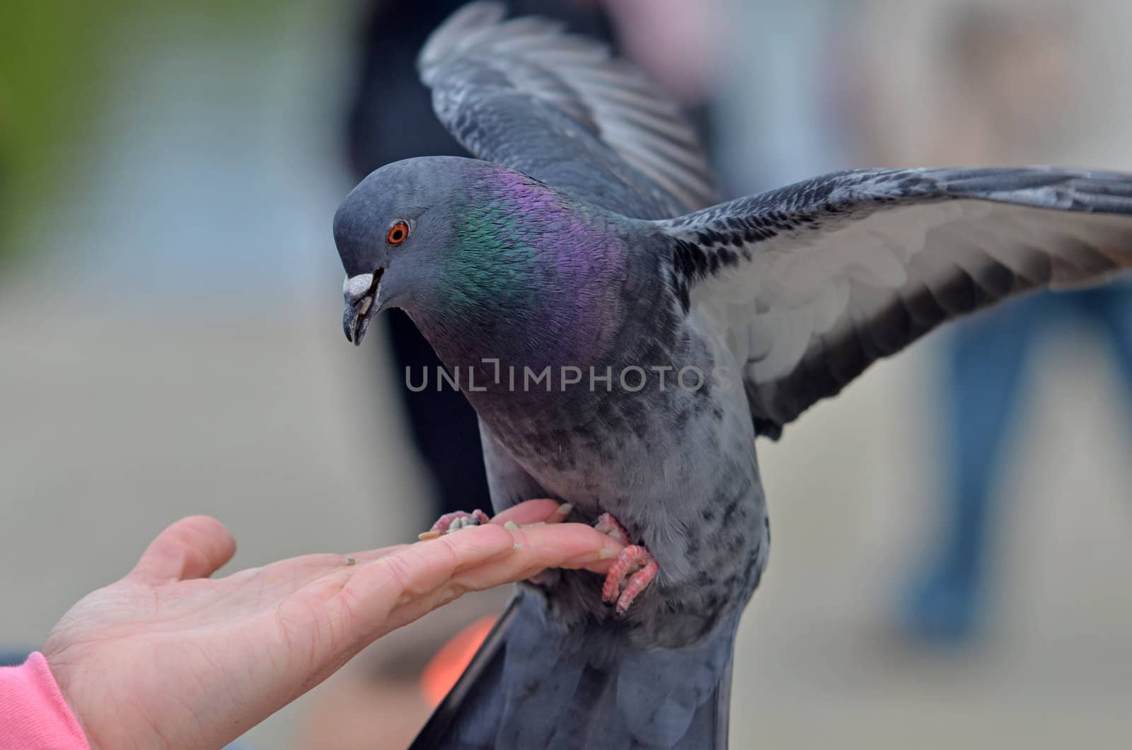 Feeding hand with pigeon