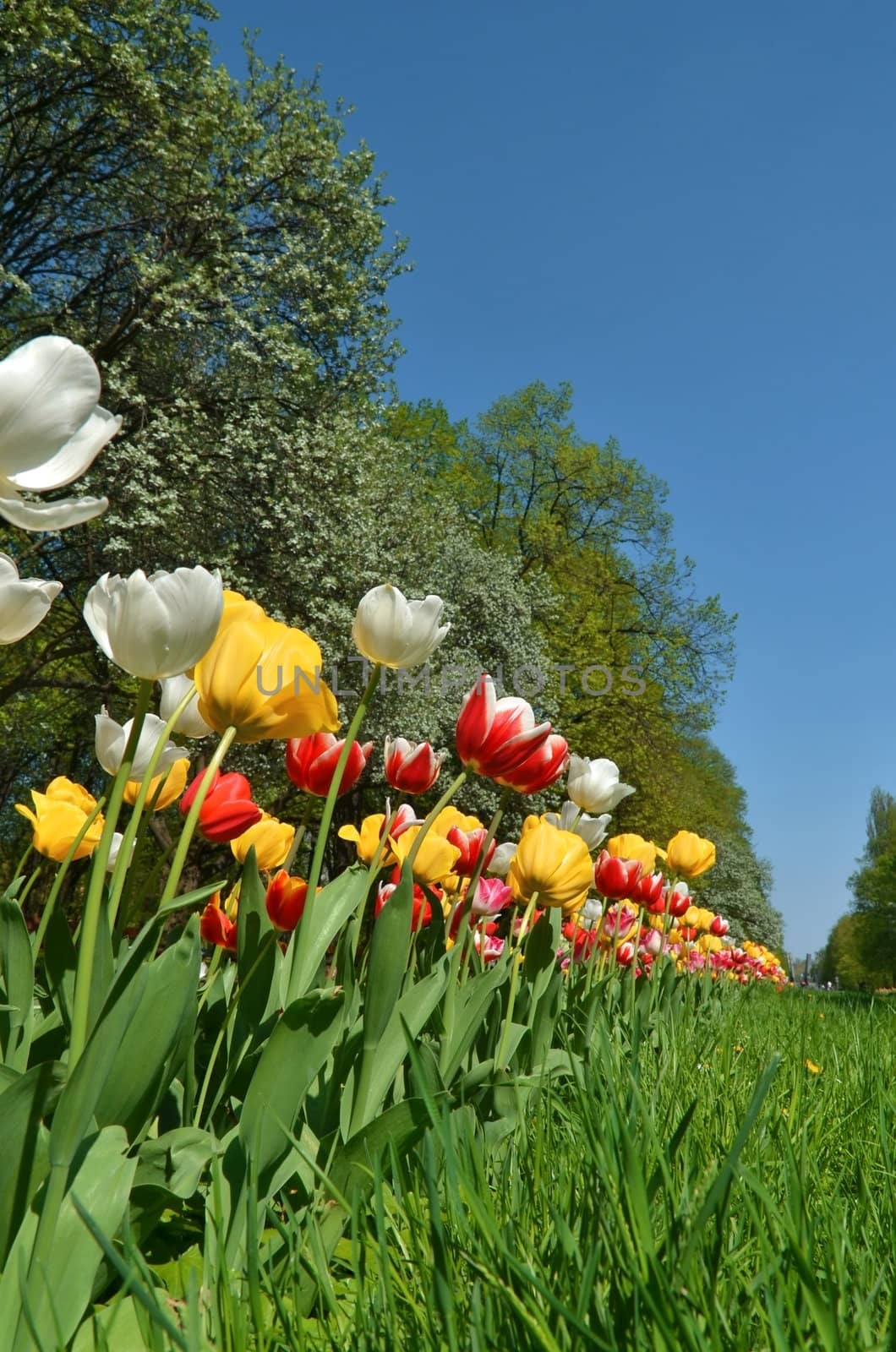 Park with Tulips by Vectorex