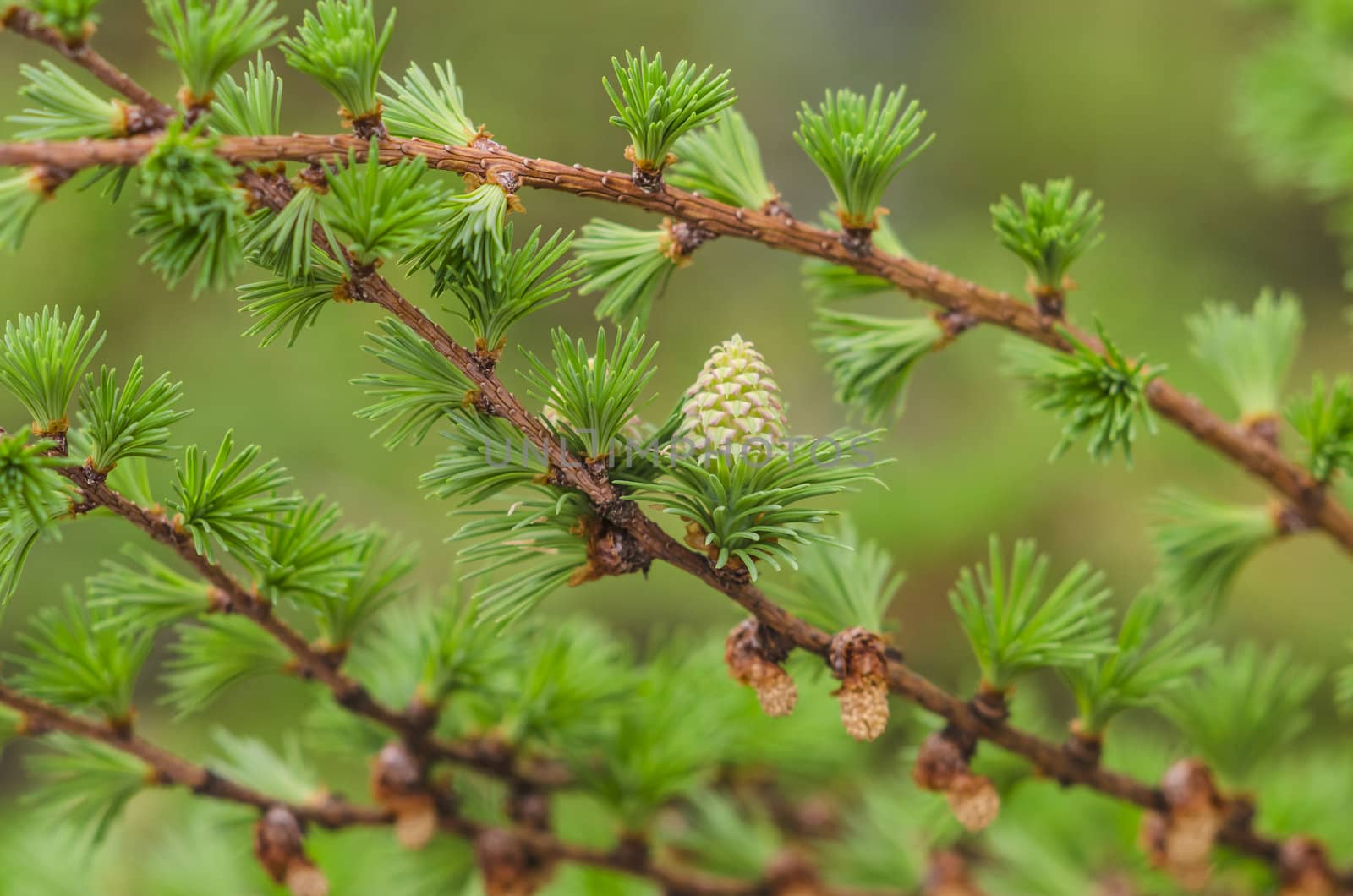 Larch tree detail view in the spring time