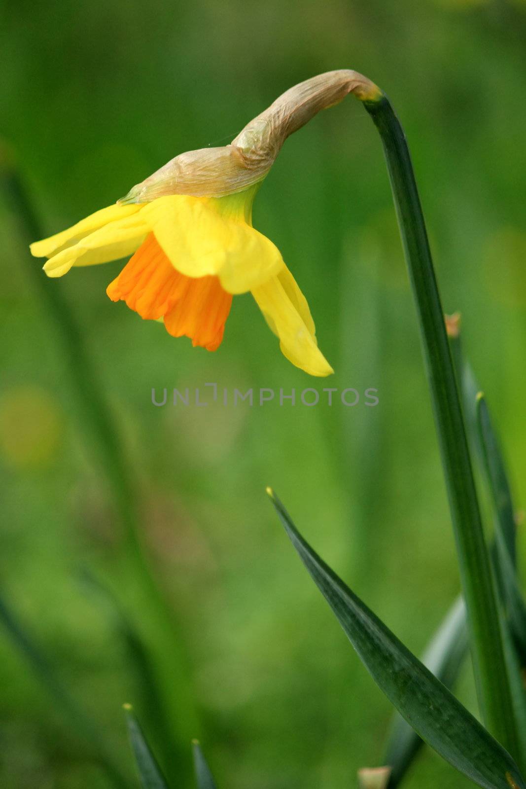 Close up of on beautiful daffodil in green background