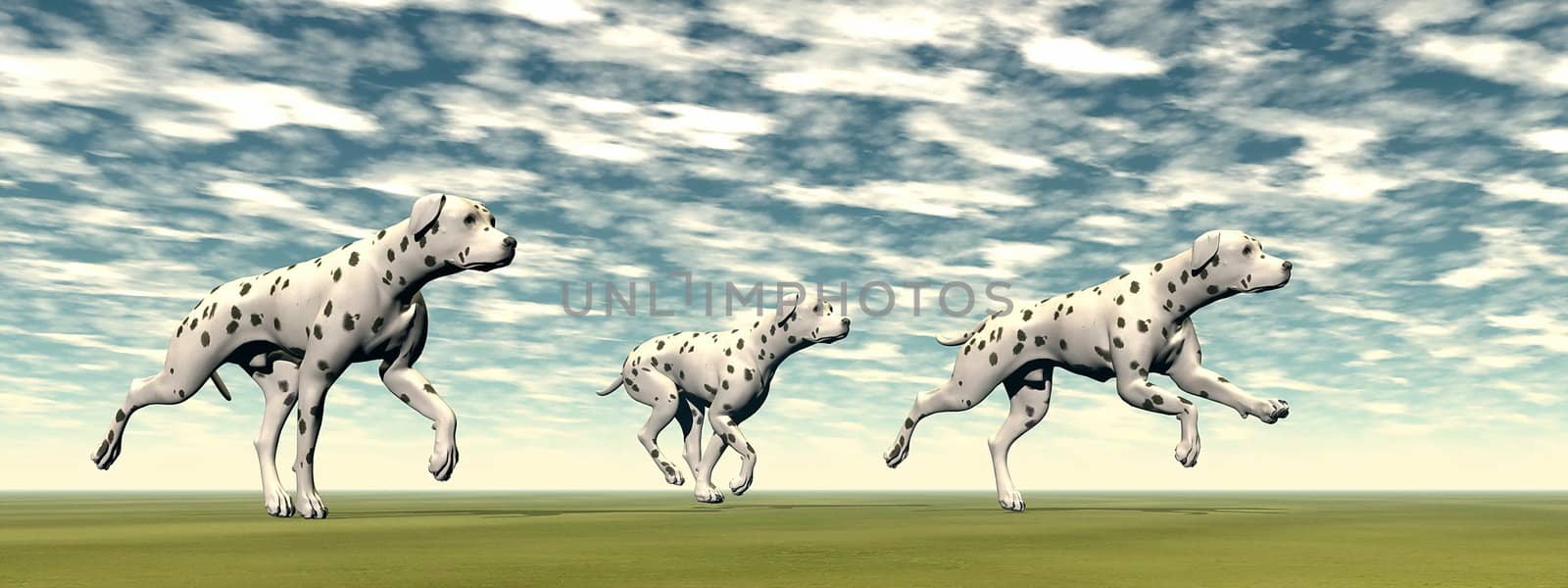 Three dalmatian dogs running on the green grass by cloudy day